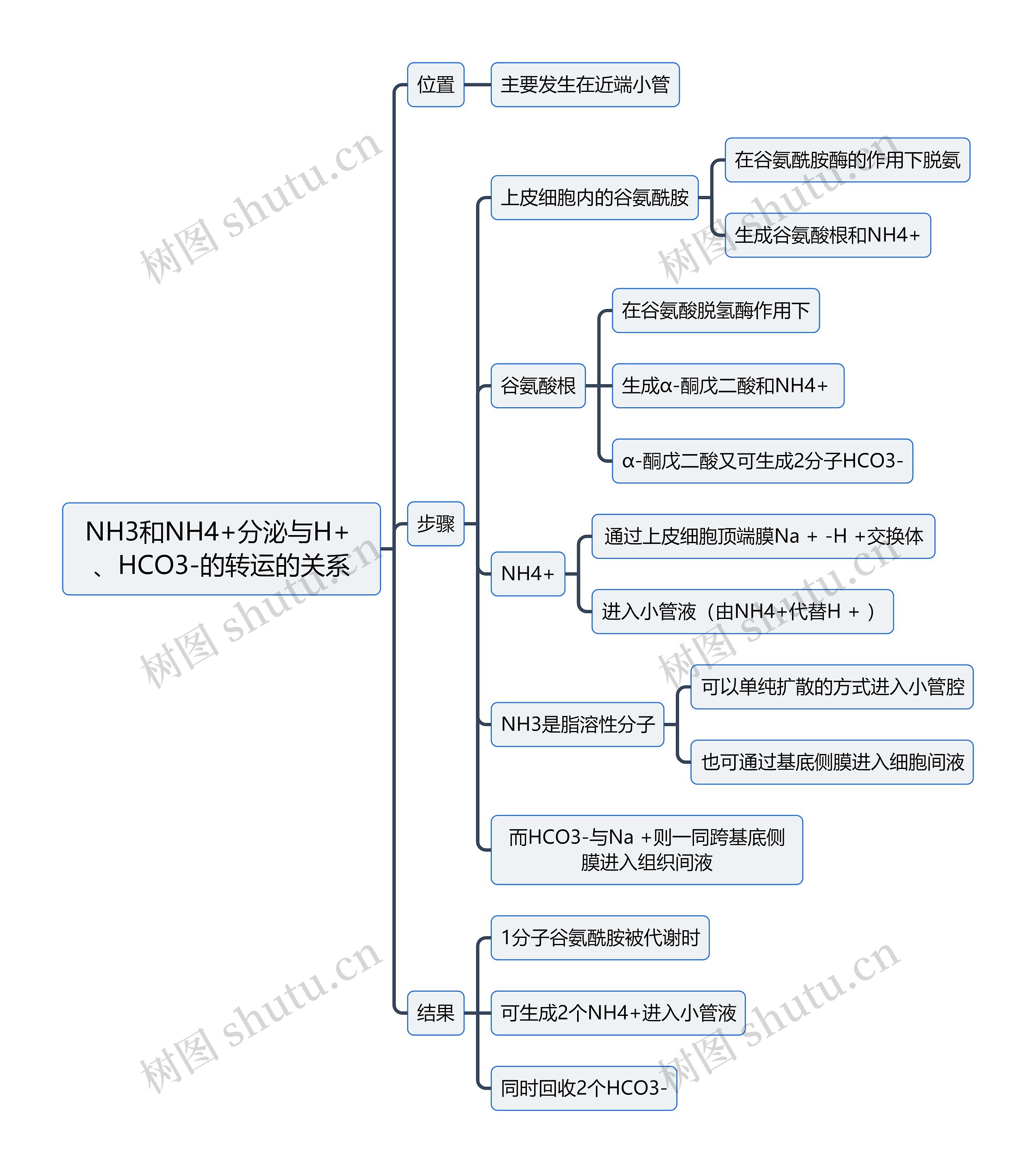 医学知识NH3和NH4+分泌与H+ 、HCO3-的转运的关系思维导图