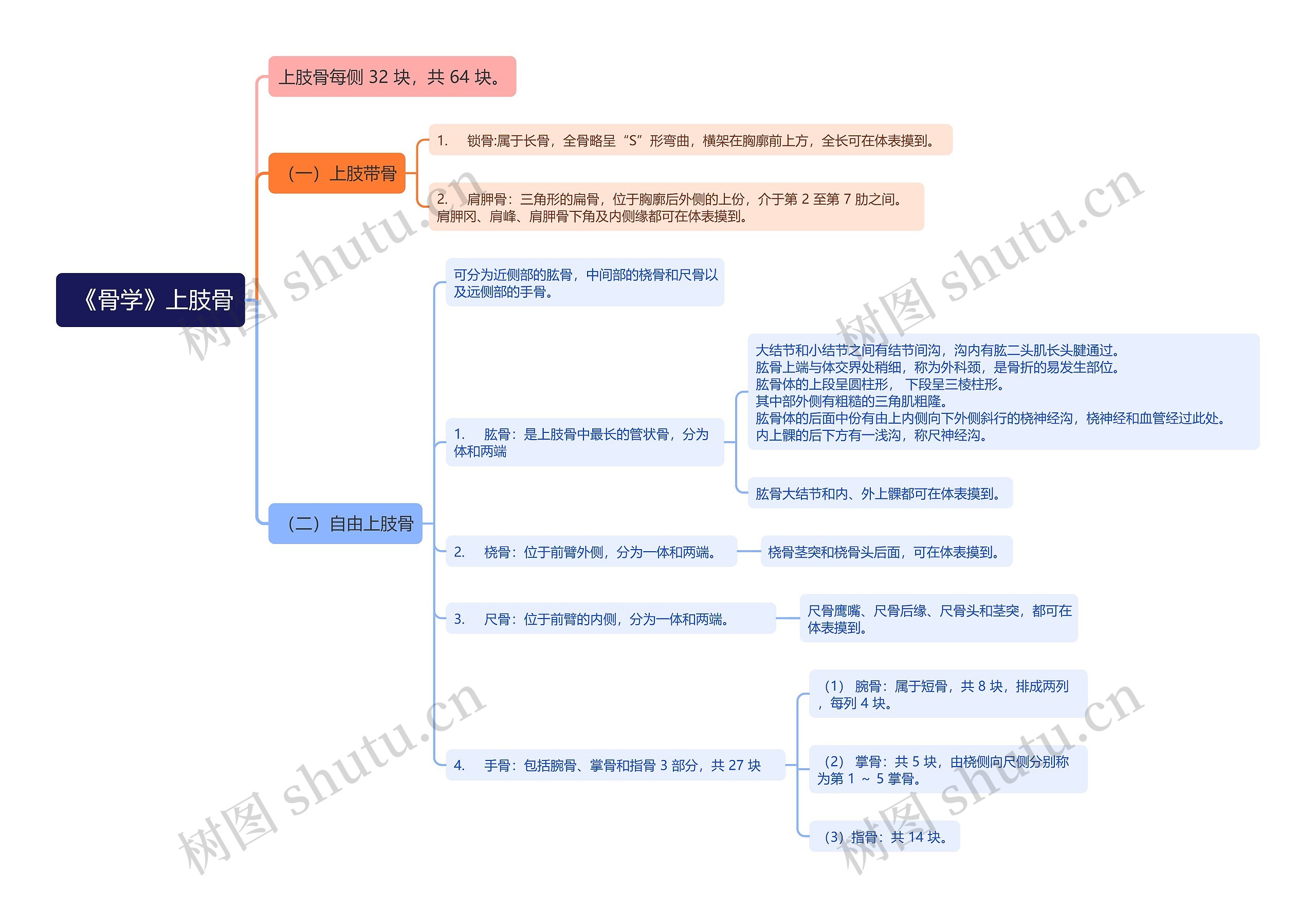 《骨学》上肢骨思维导图