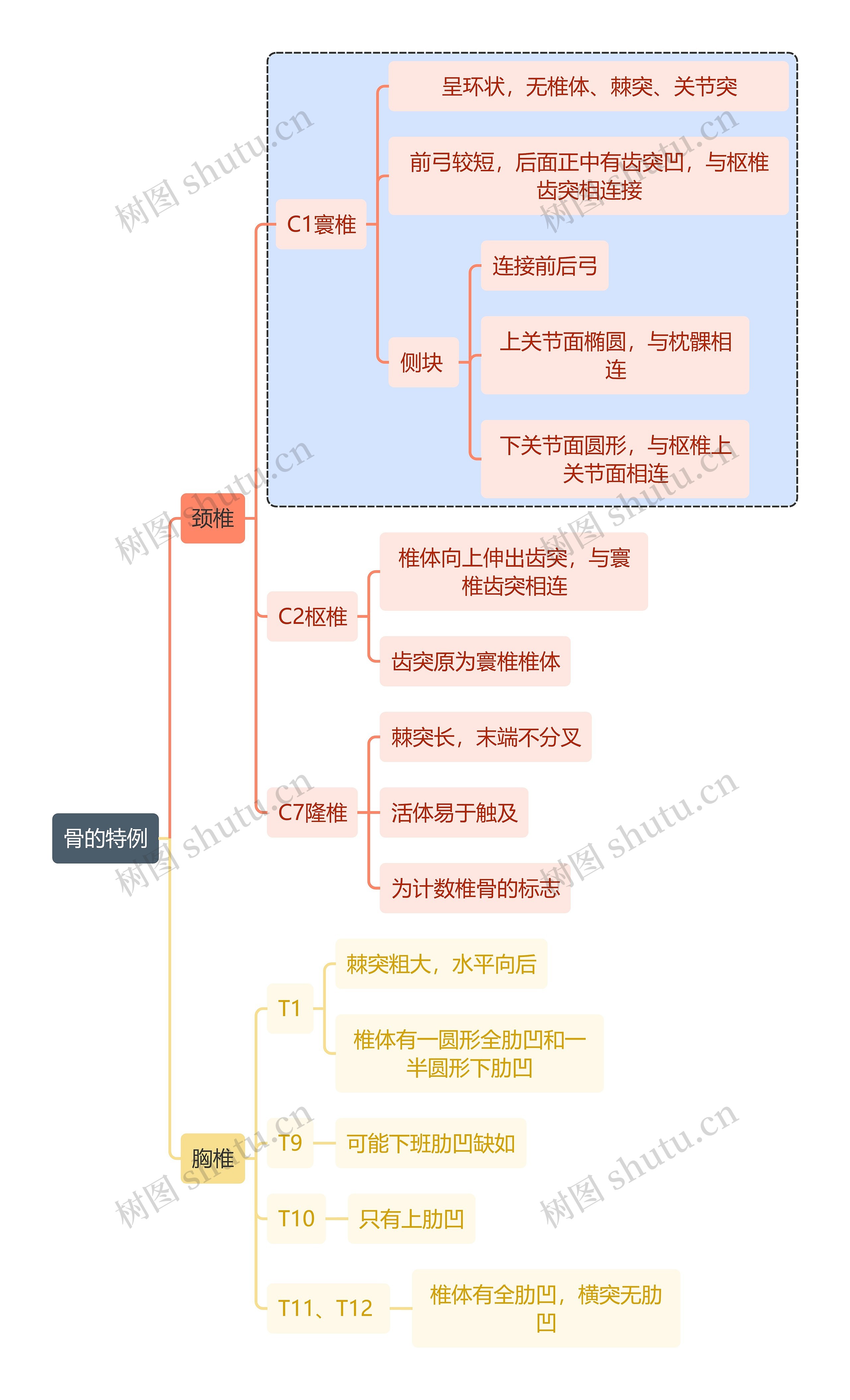 骨学知识骨的特例思维导图