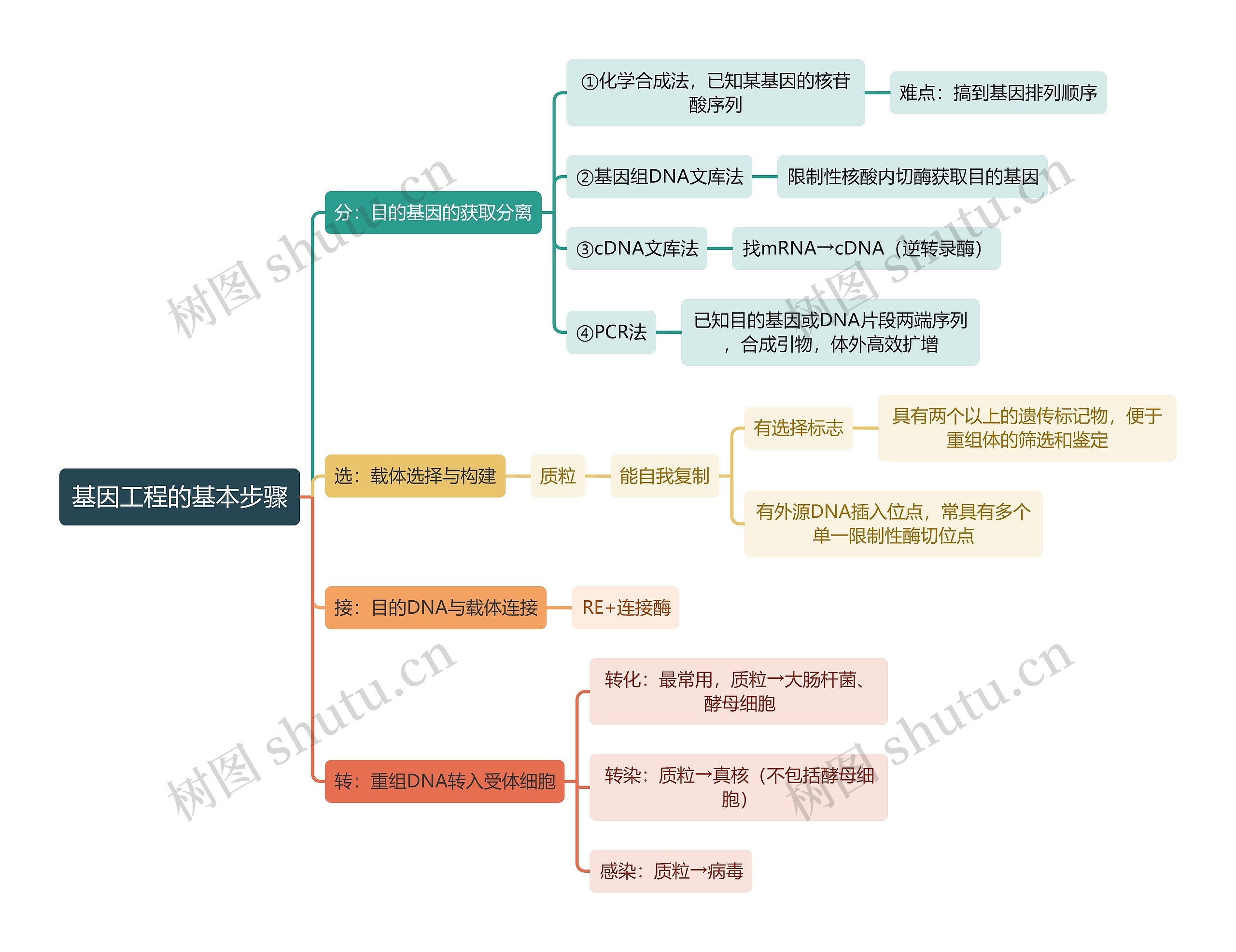 医学知识基因工程的基本步骤思维导图