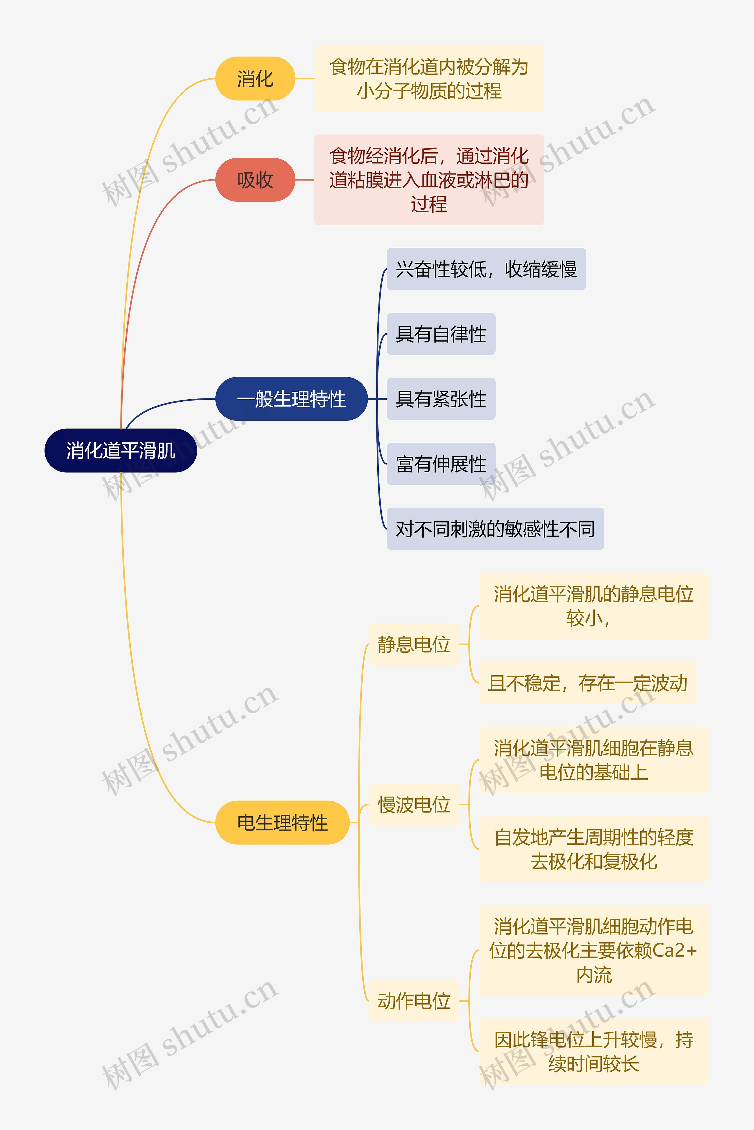 医学知识消化道平滑肌思维导图