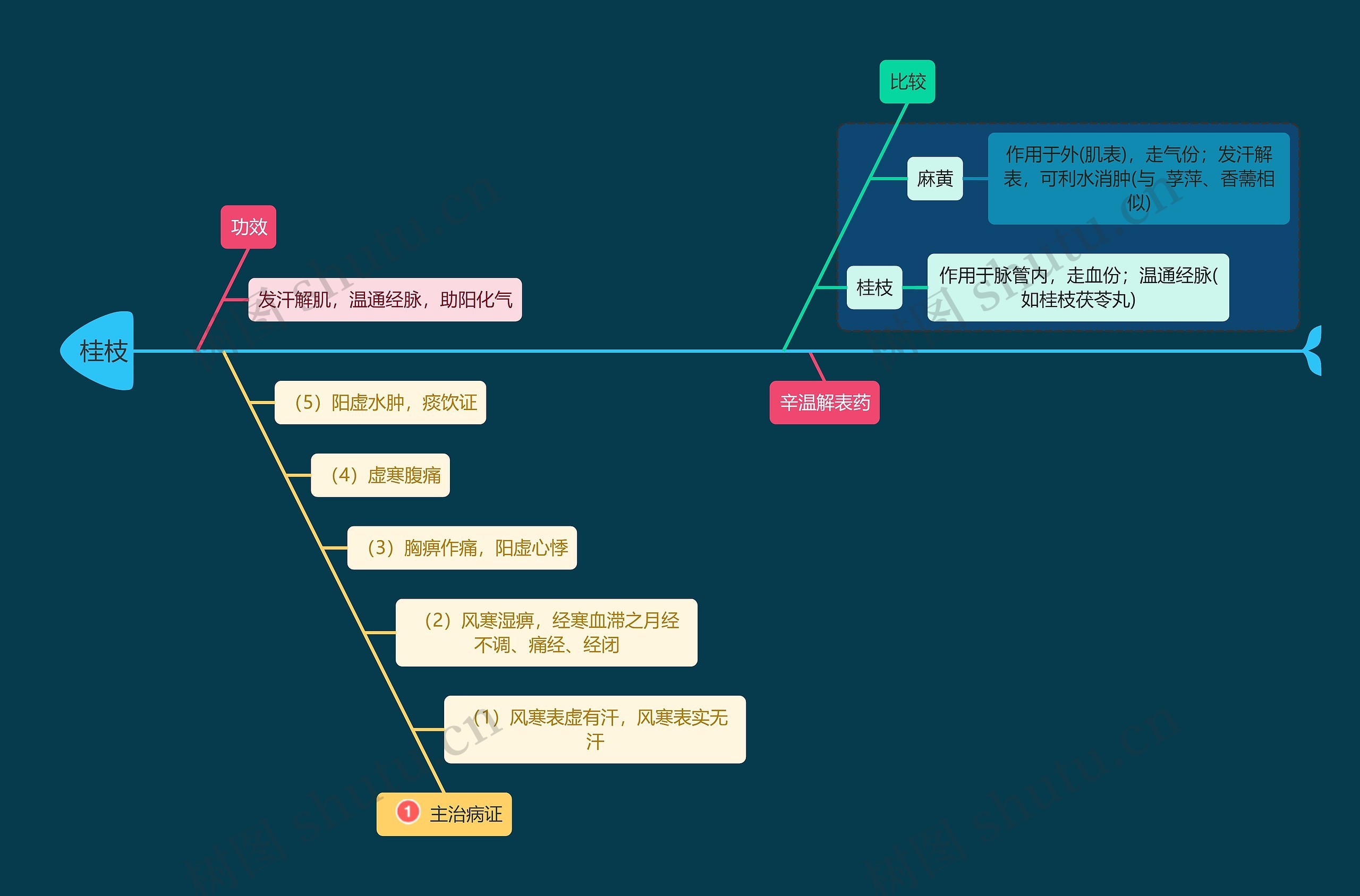医学知识中药桂枝思维导图高清图 医学知识中药桂枝思维导图