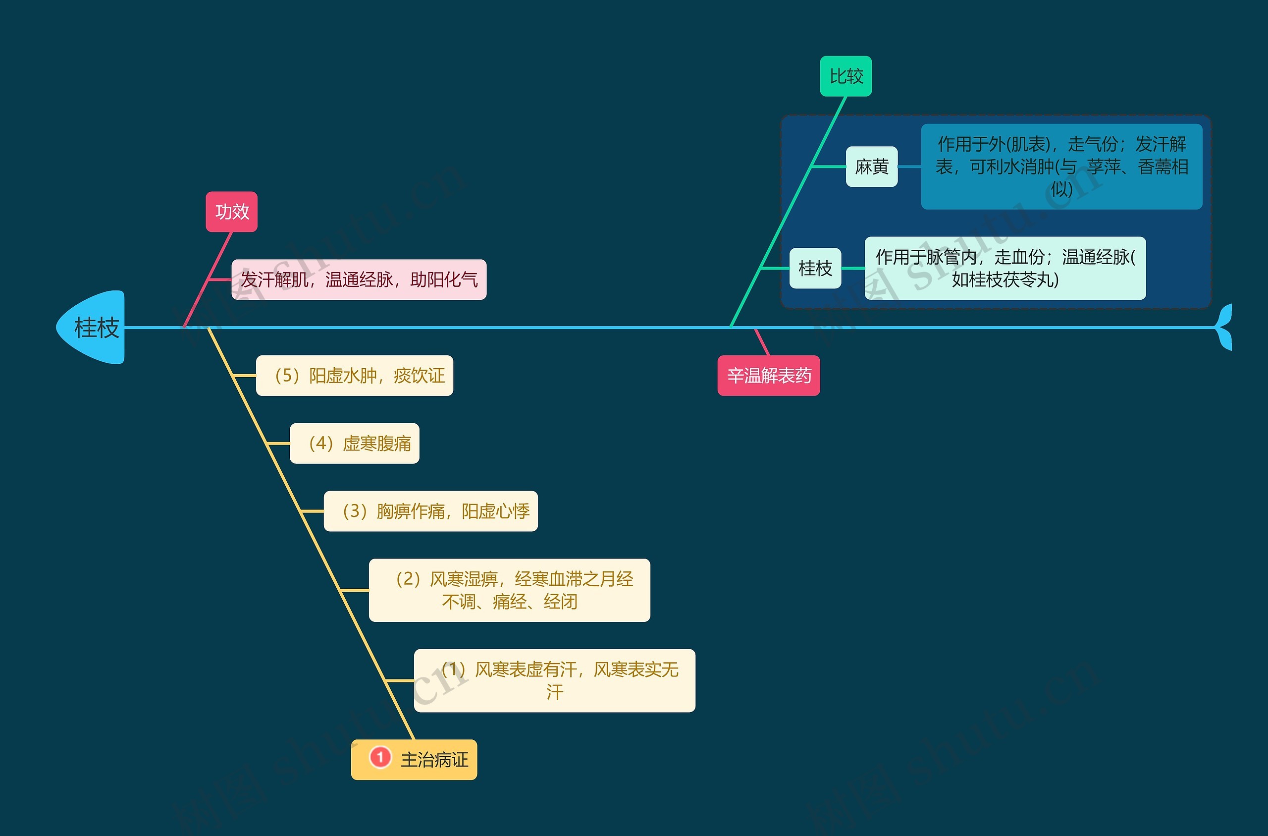 医学知识中药桂枝思维导图