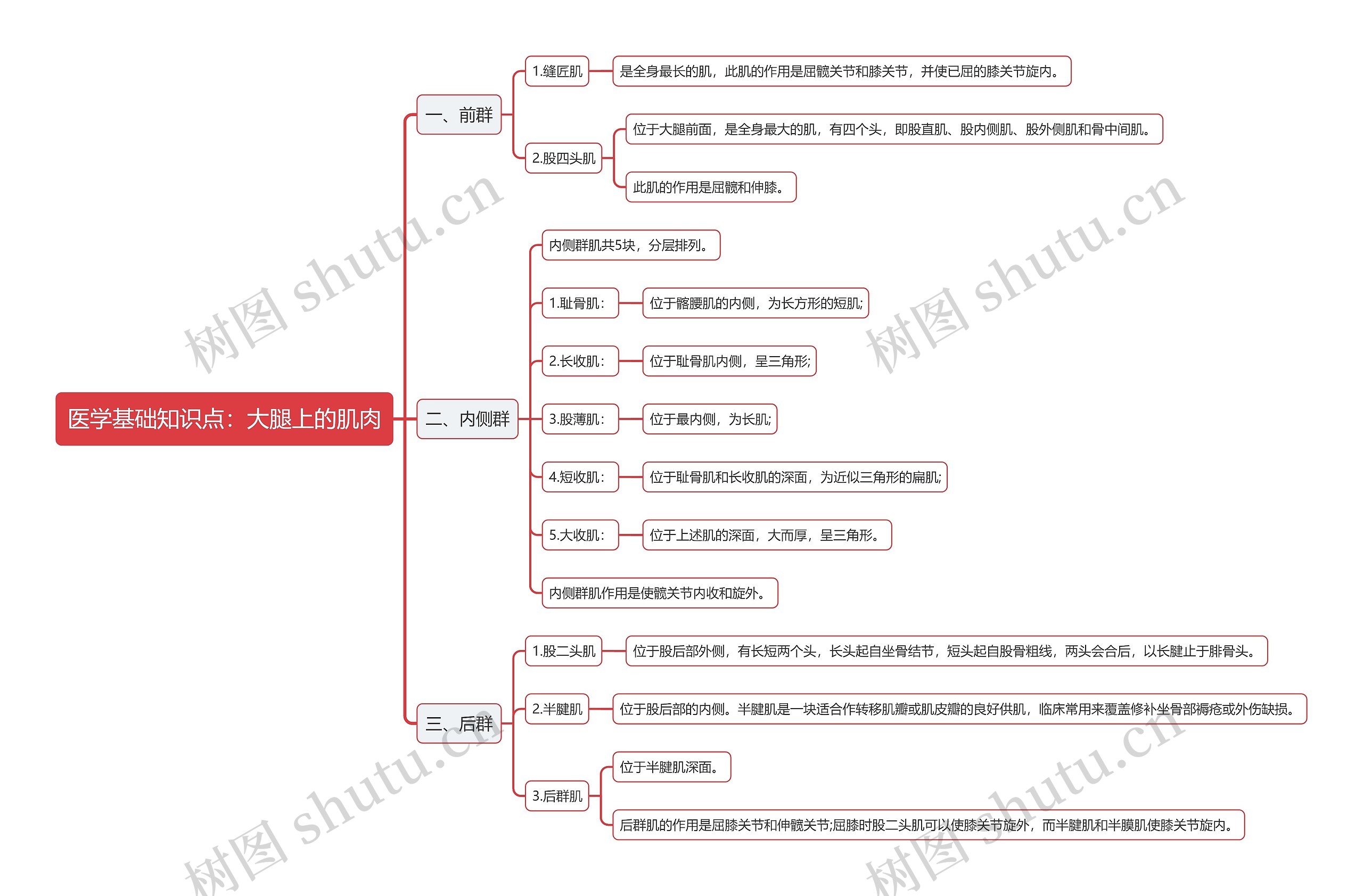 医学基础知识点：大腿上的肌肉思维导图