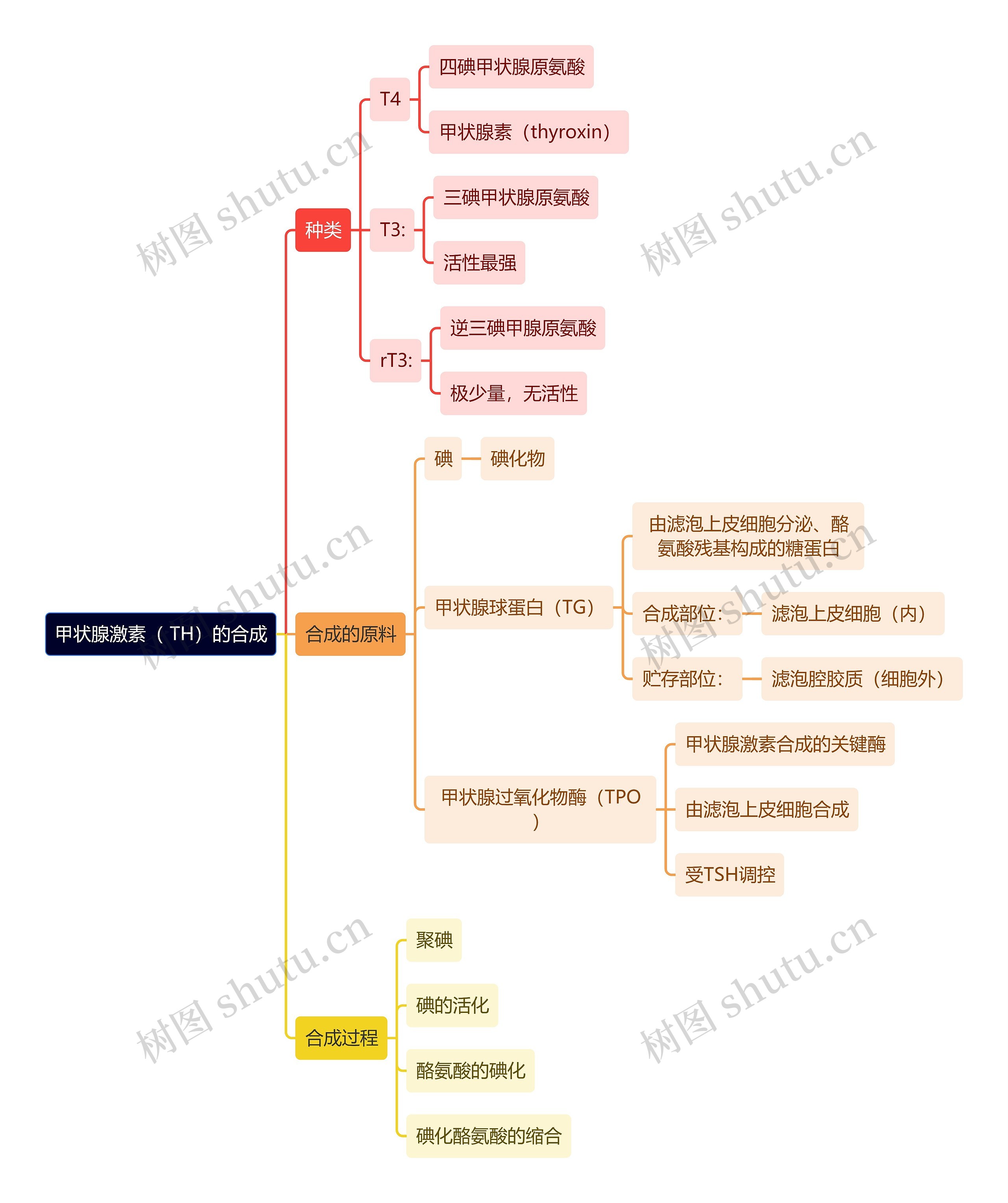 医学知识甲状腺激素（ TH）的合成思维导图