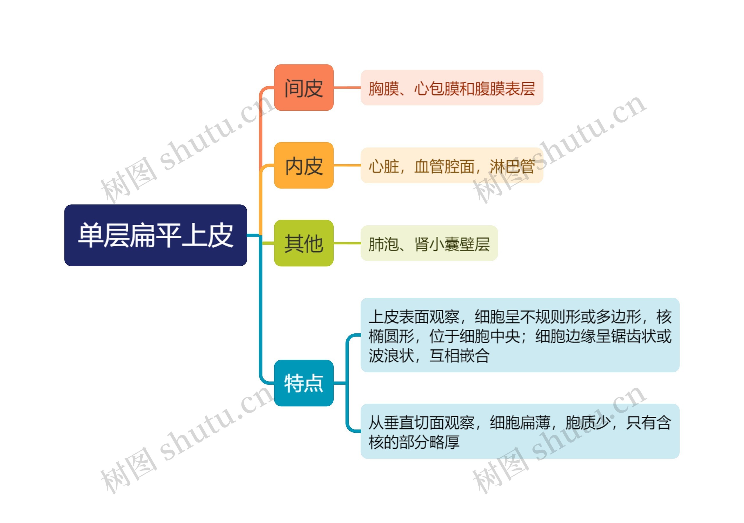 医学知识单层扁平上皮知识思维导图