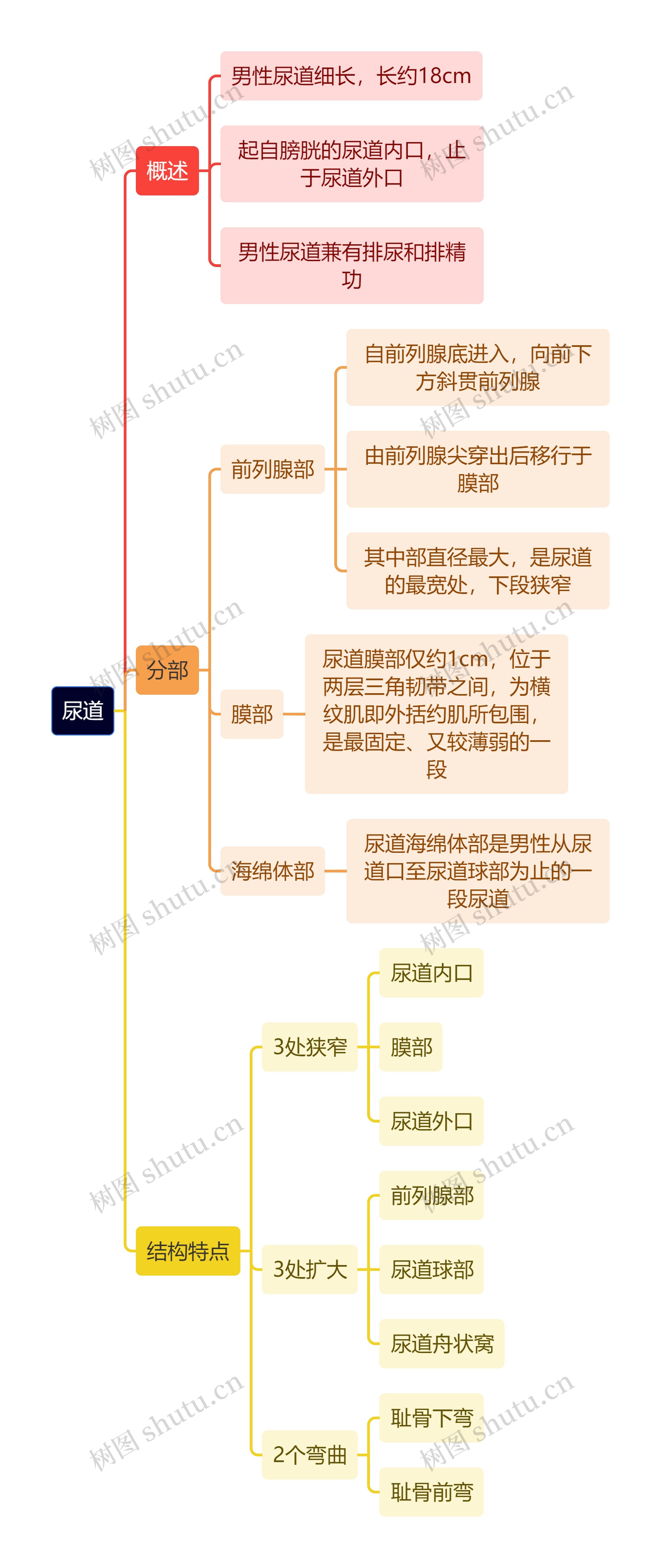 解剖学知识尿道思维导图