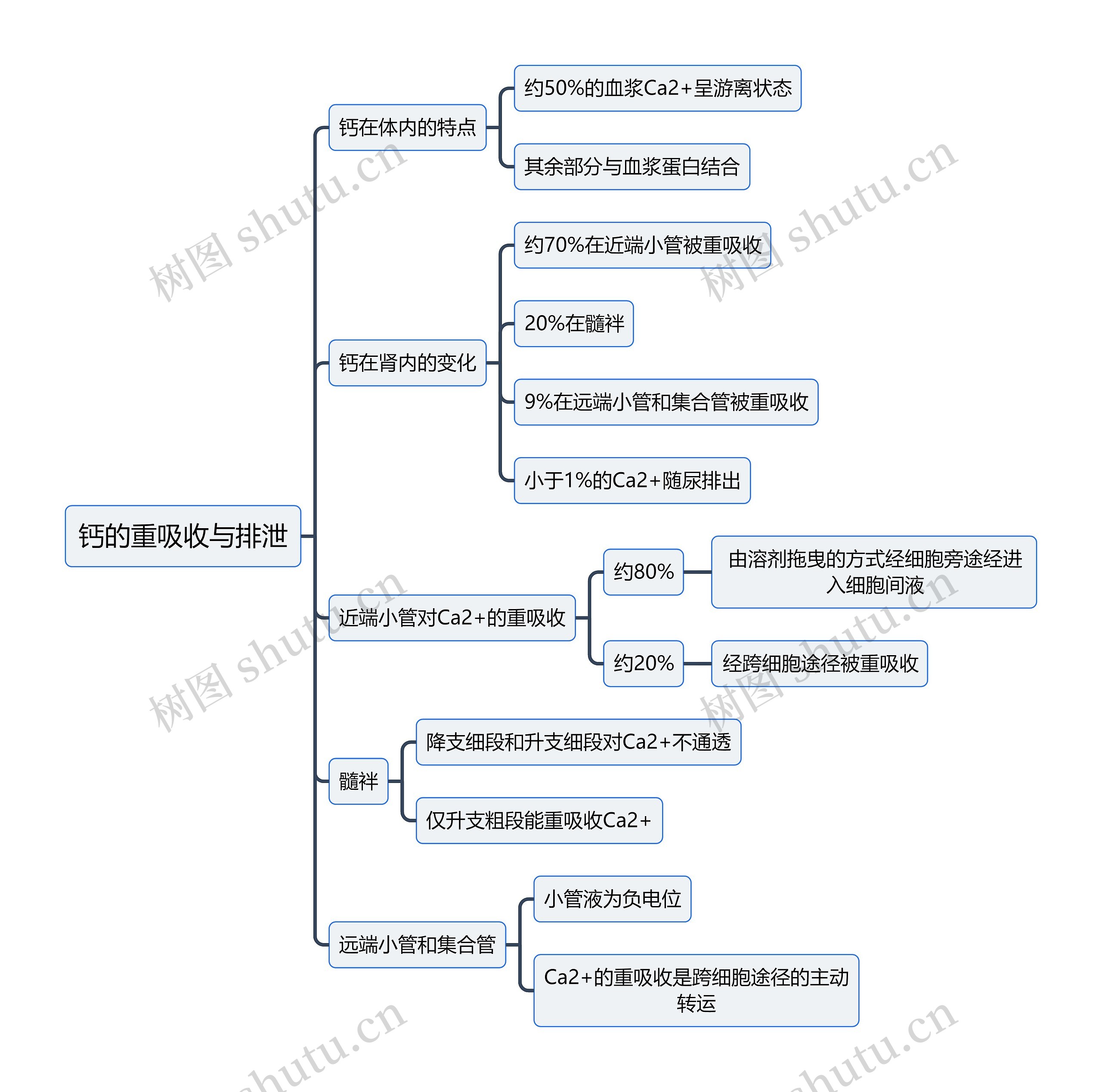 医学知识钙的重吸收与排泄思维导图