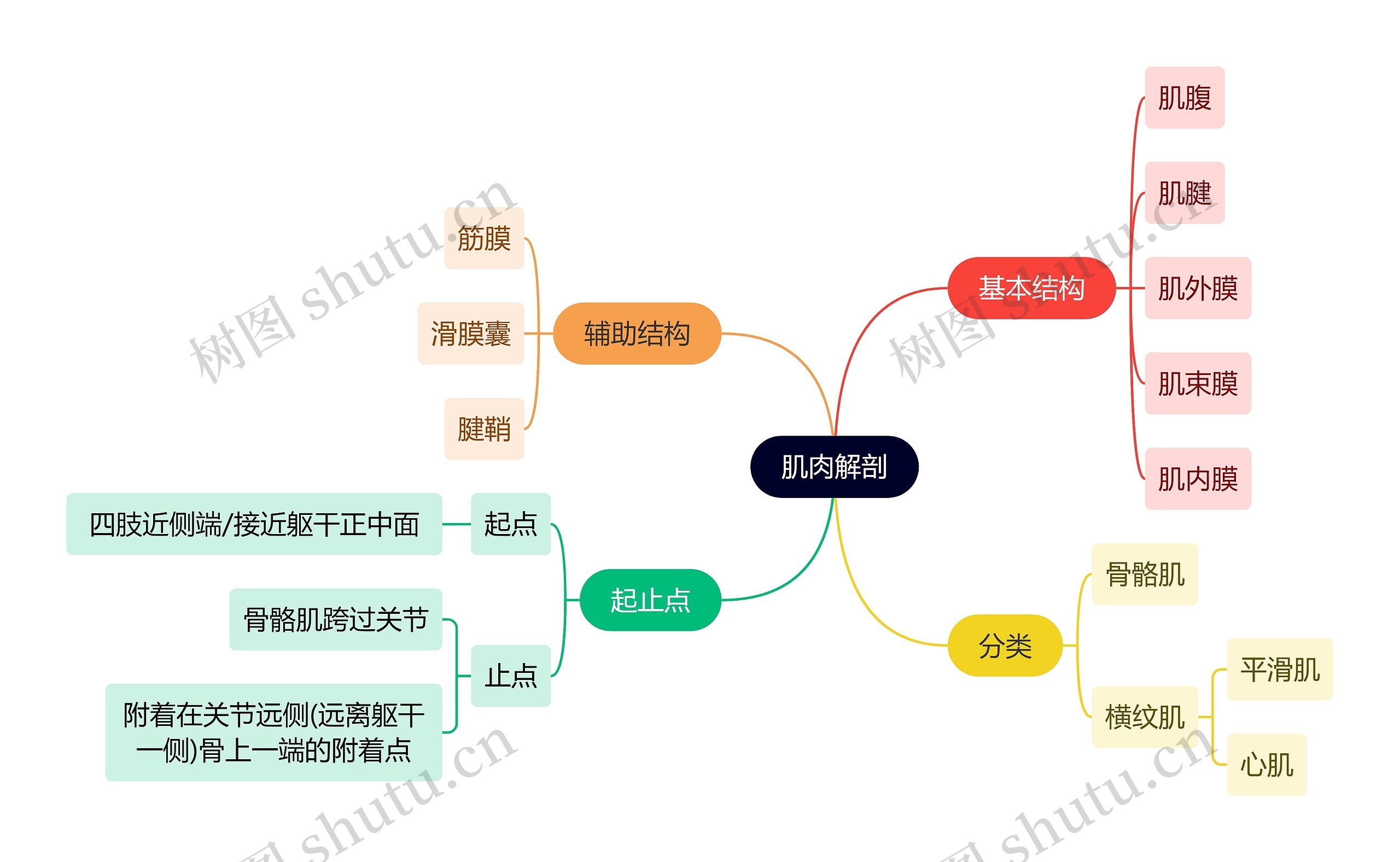 解剖学知识肌肉解剖思维导图