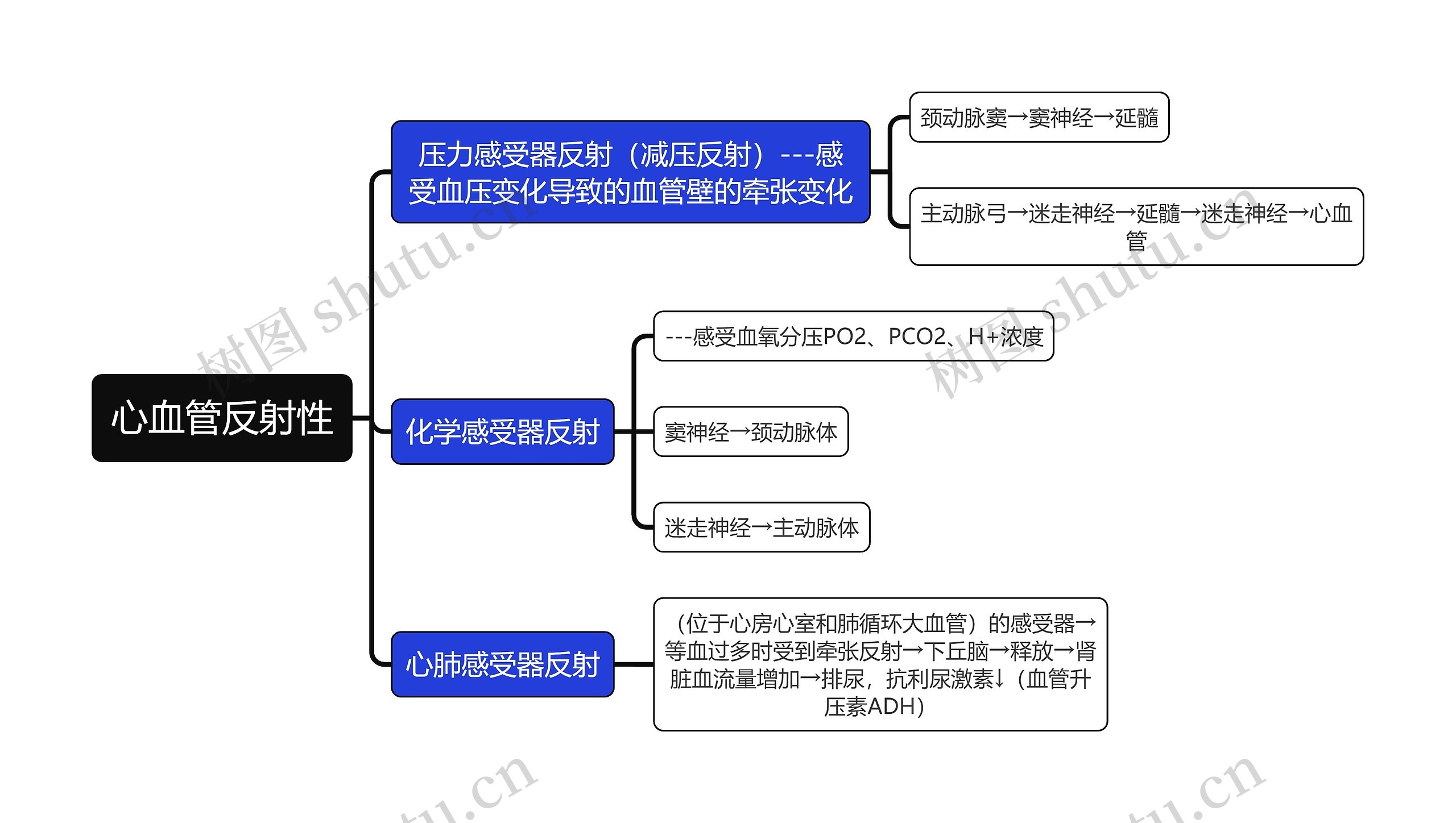 医学知识心血管反射性思维导图