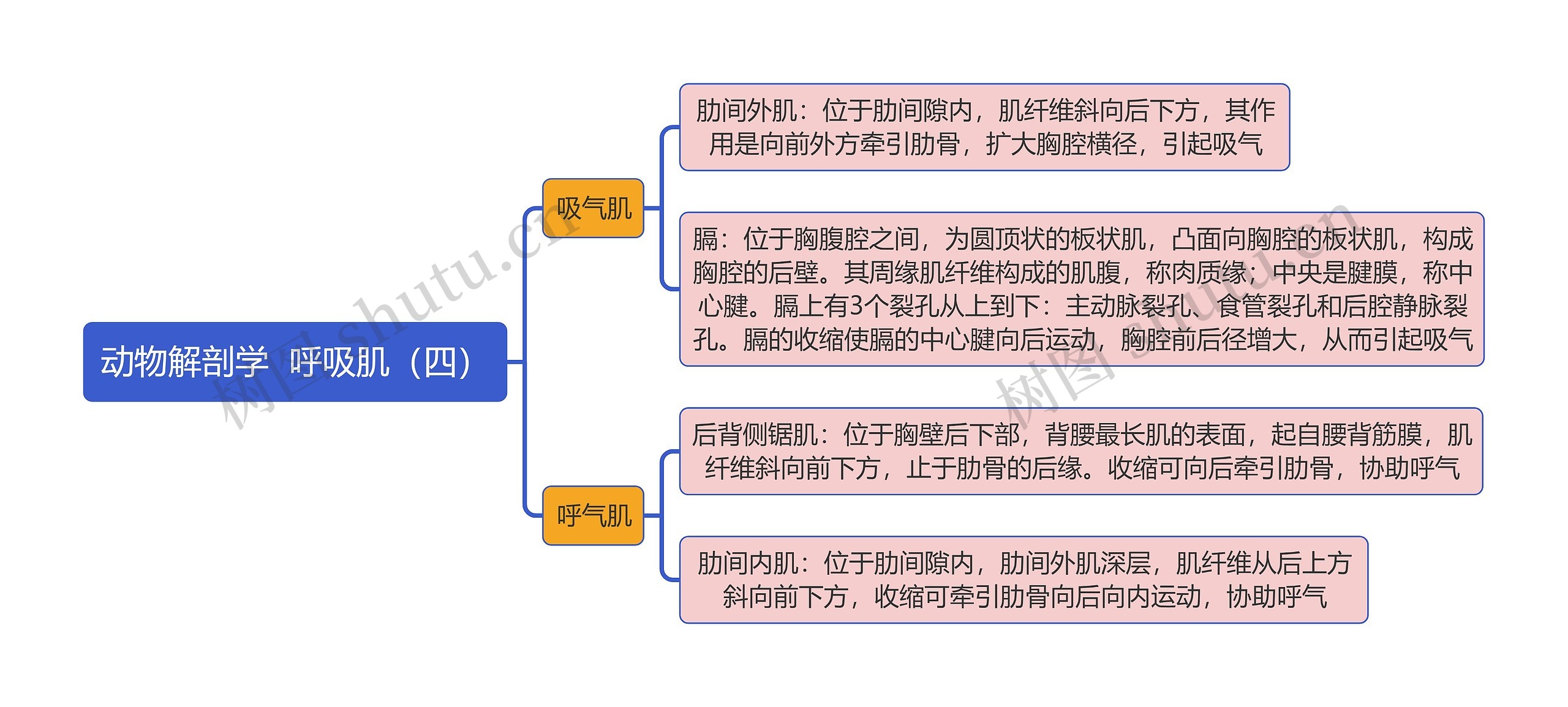 《动物解剖学  呼吸肌（四）》思维导图