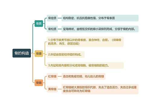 骨的构造