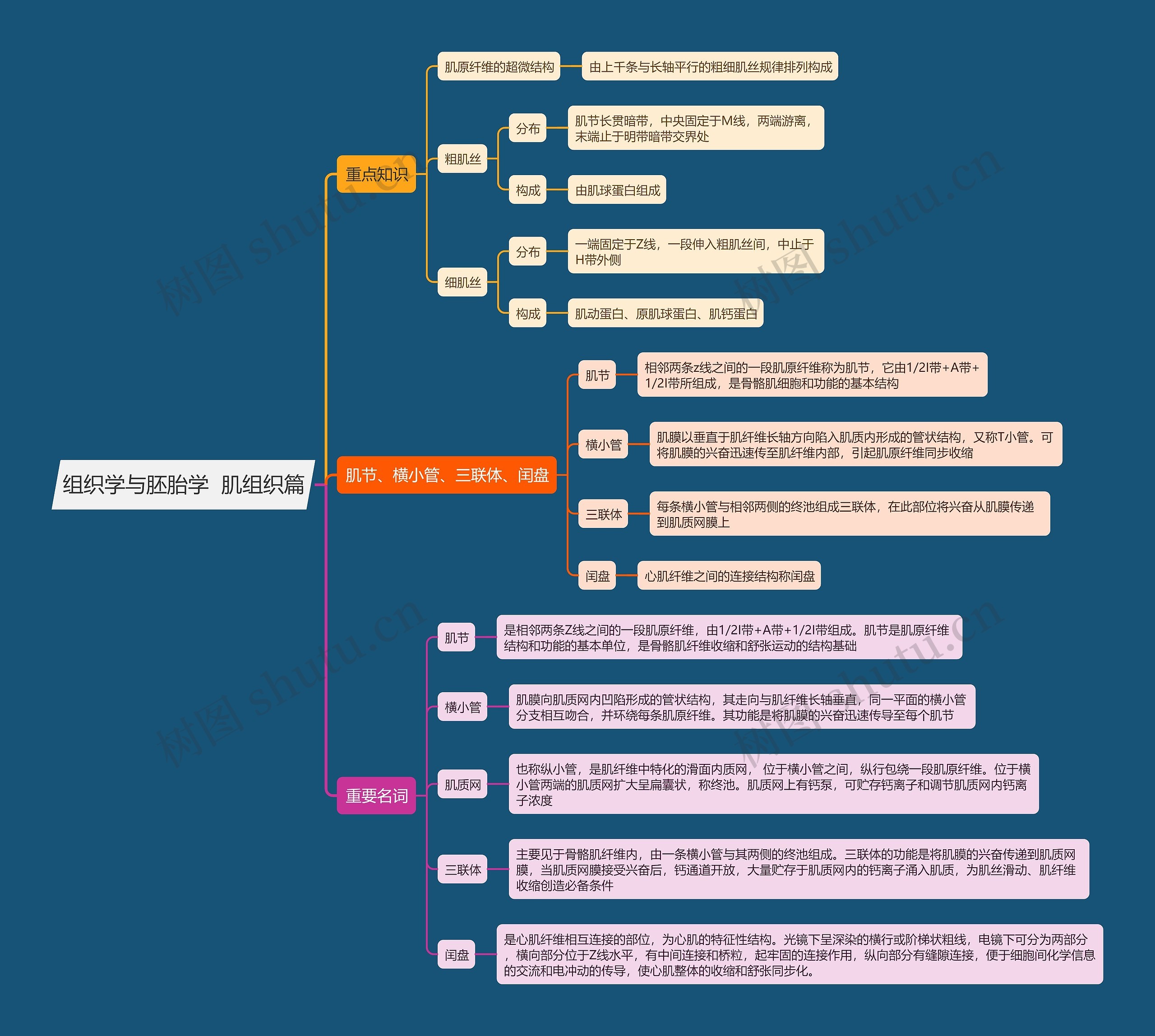 组织学与胚胎学 肌组织篇思维导图高清图 组织学与胚胎学 肌组织篇思维导图