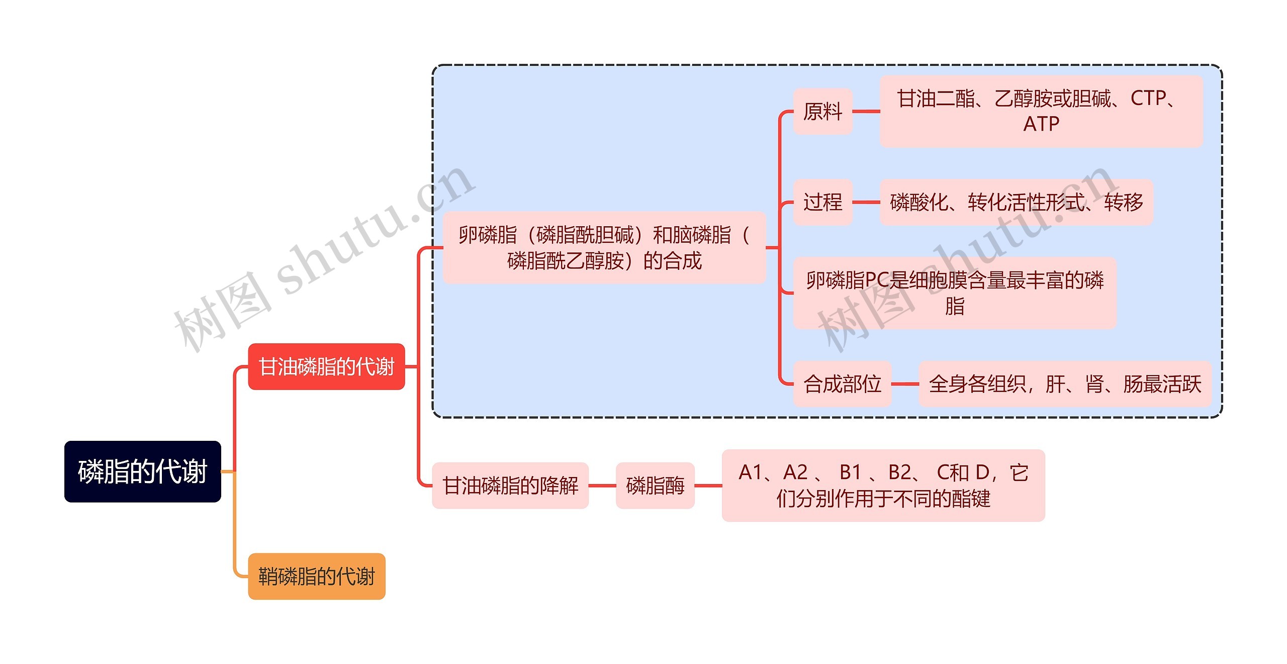 医学知识磷脂的代谢思维导图