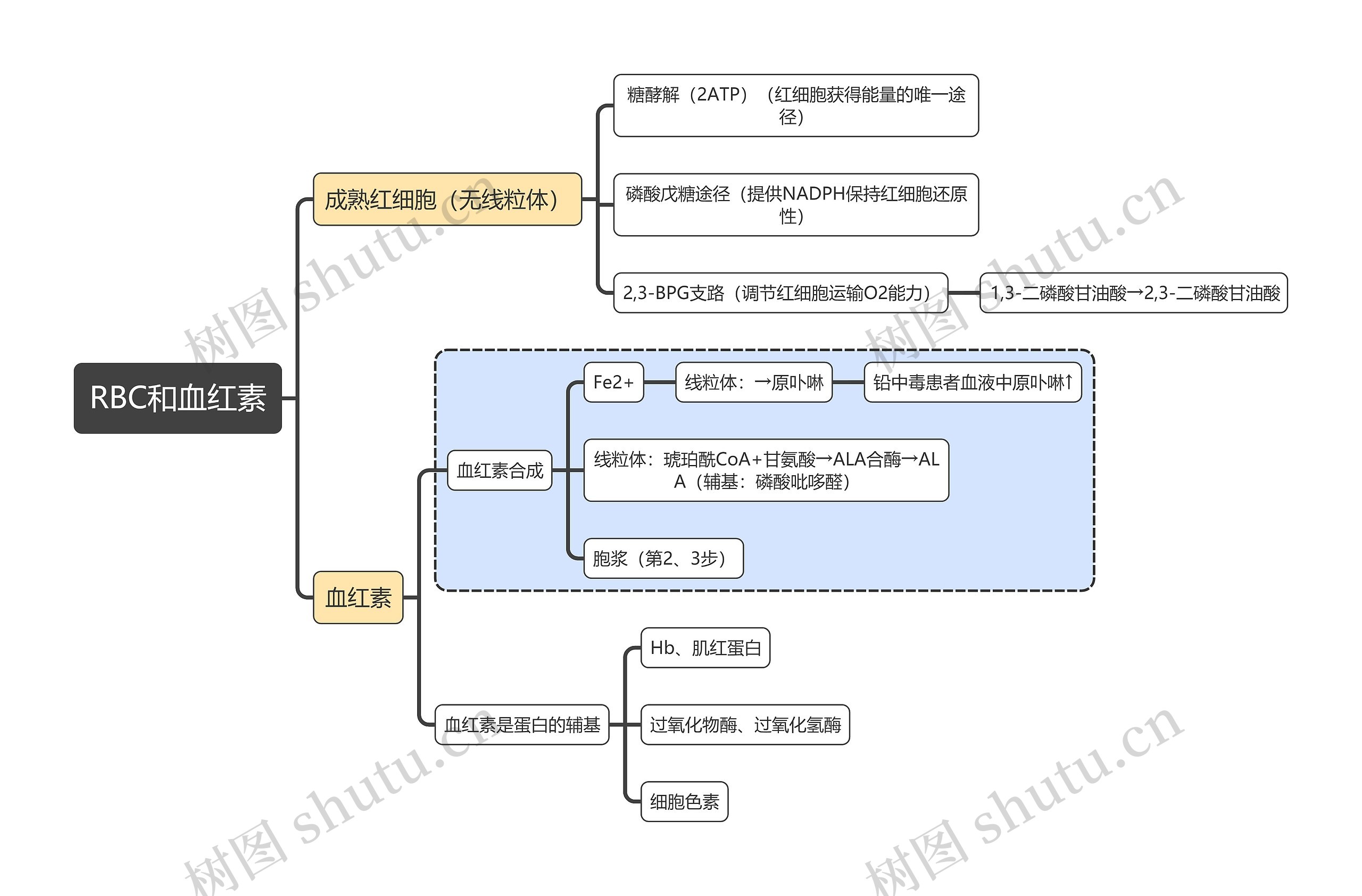 医学知识RBC和血红素思维导图