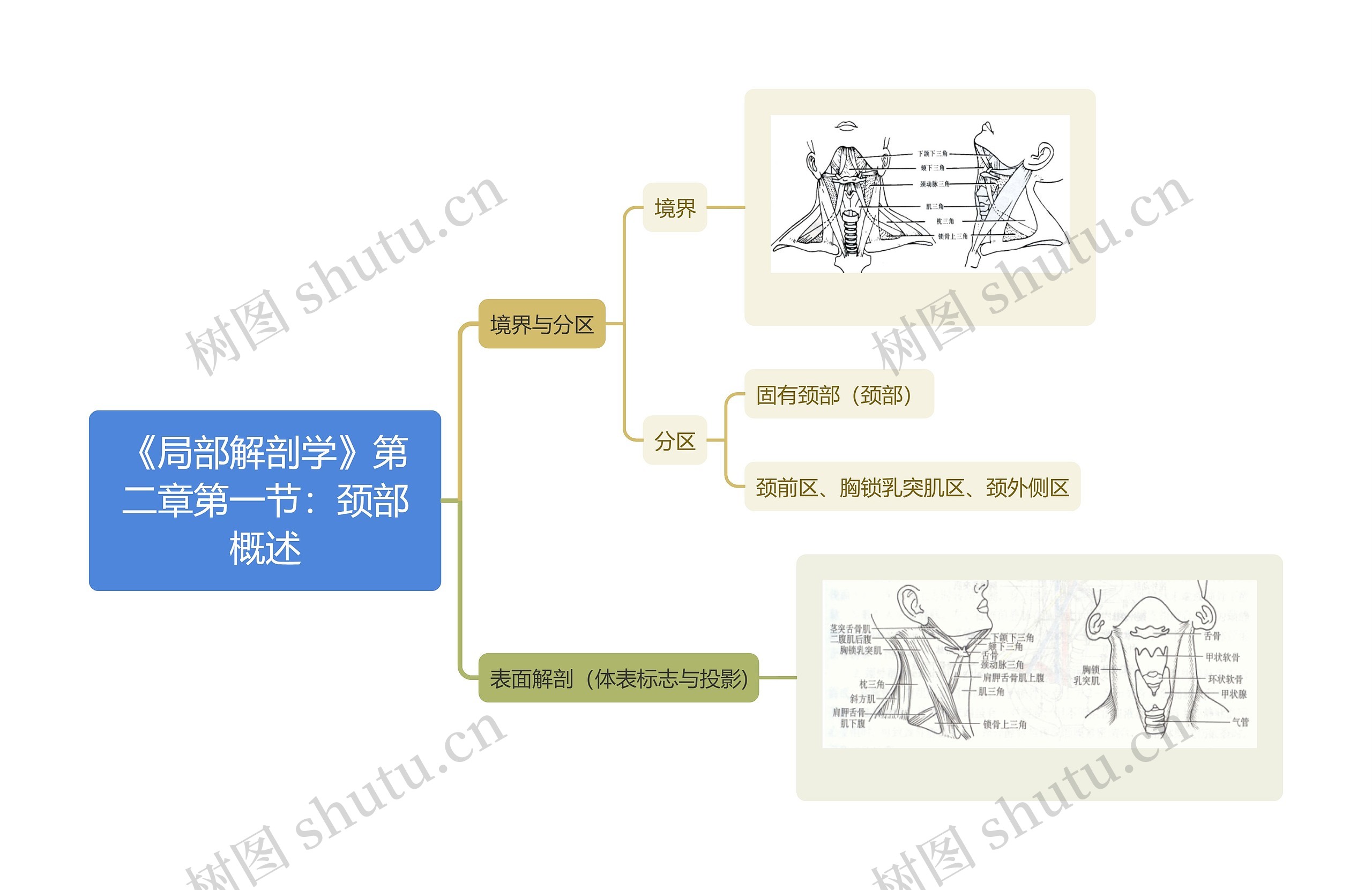 《局部解剖学》第二章第一节：颈部概述思维导图