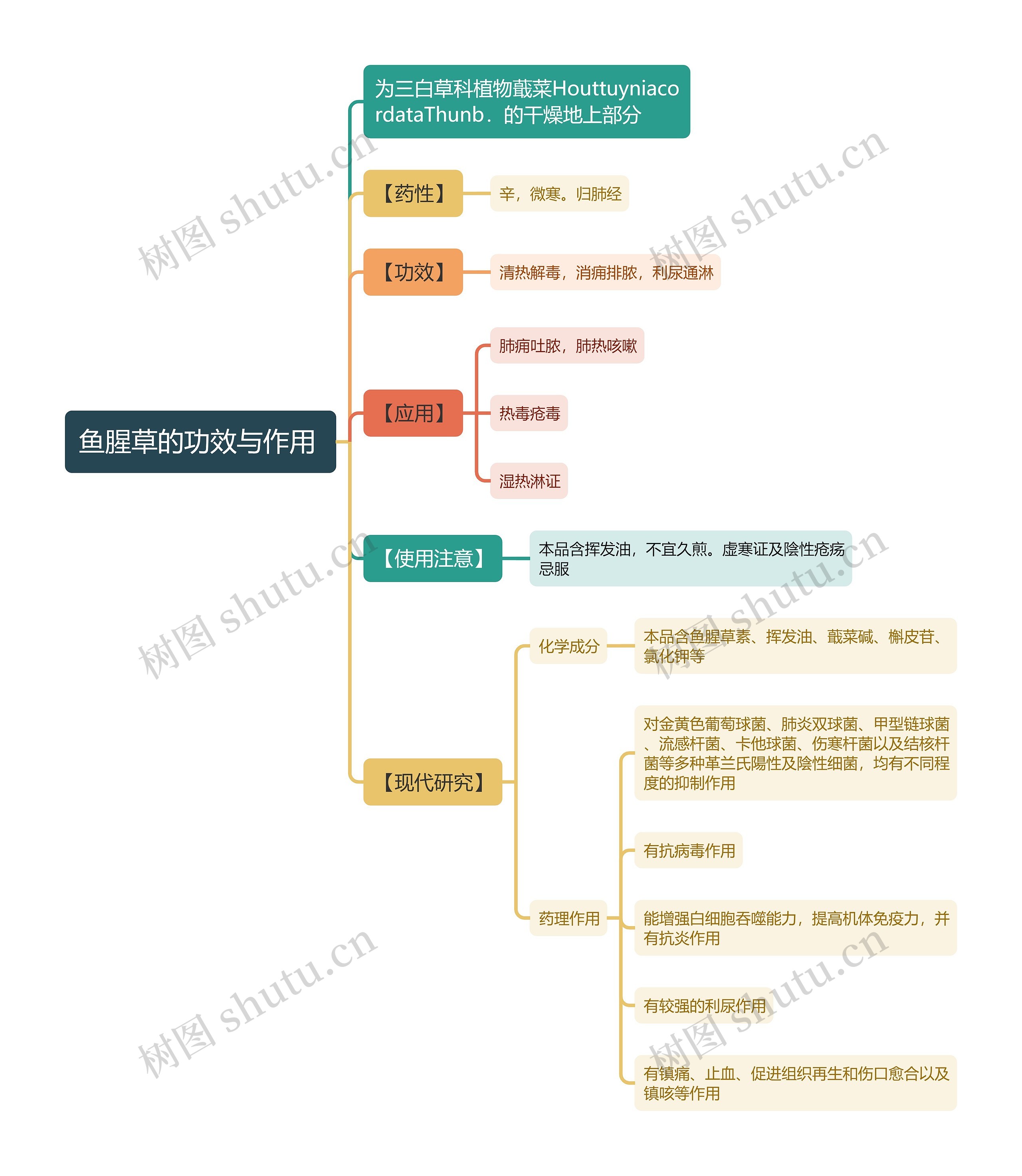 鱼腥草的功效与作用
