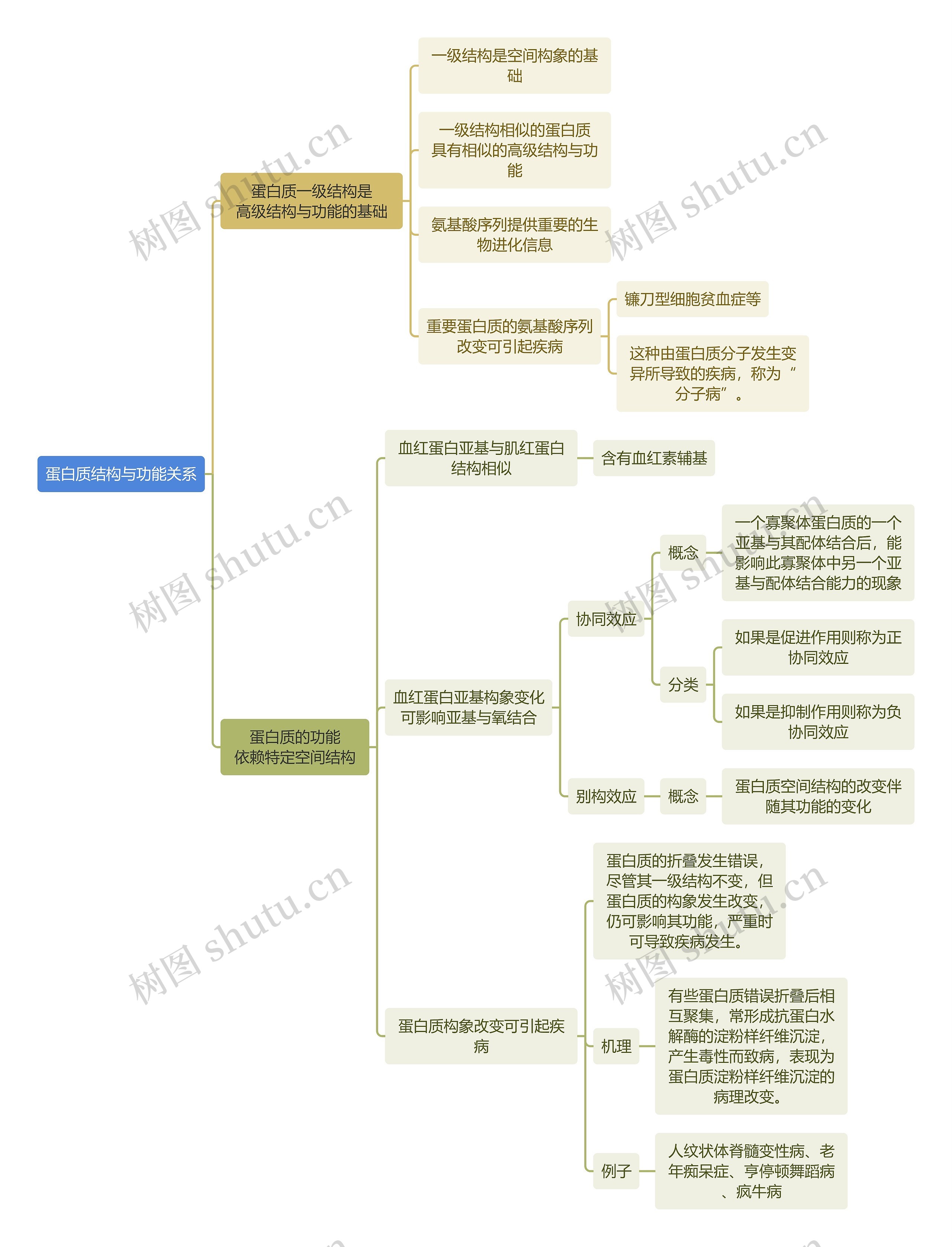 生化知识蛋白质结构与功能关系思维导图