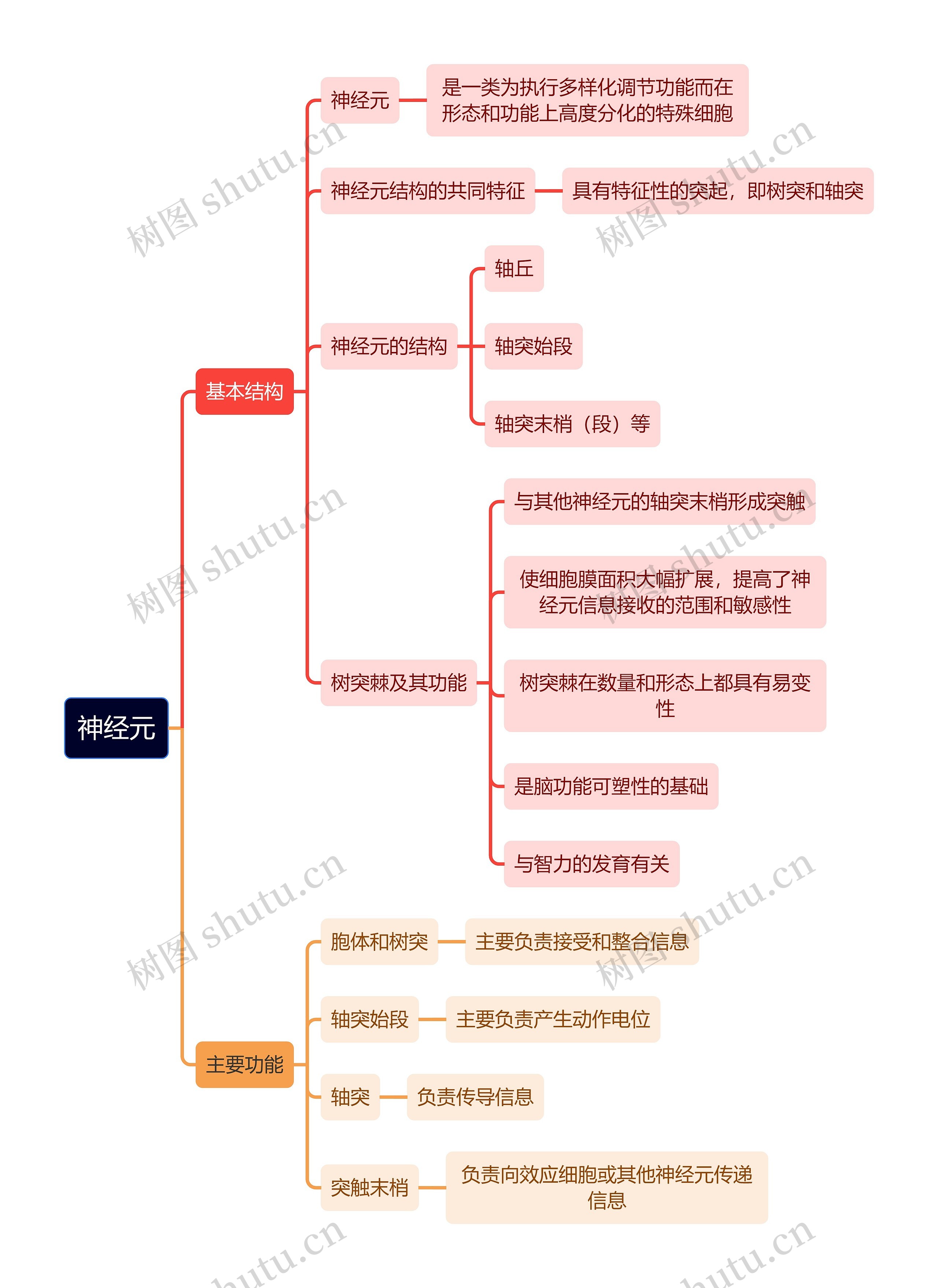 医学知识神经元思维导图