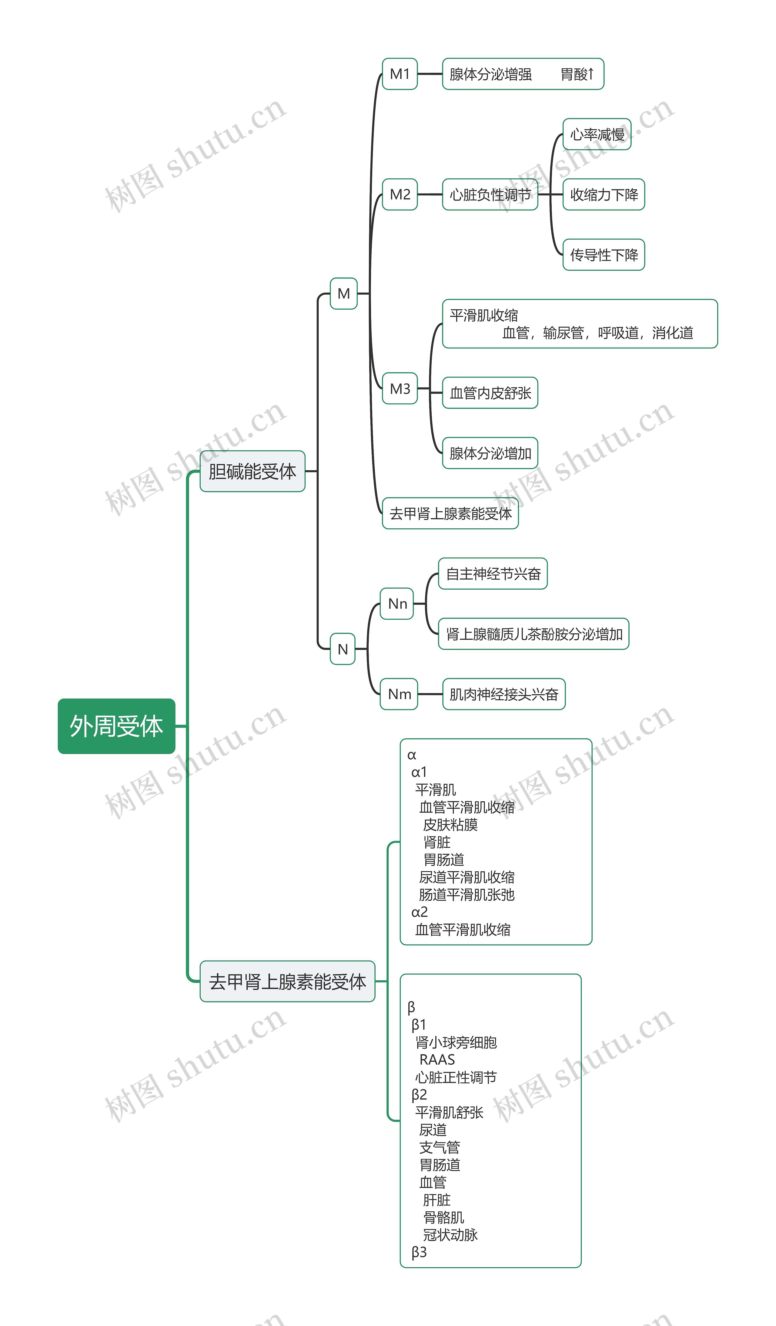 外周受体思维导图