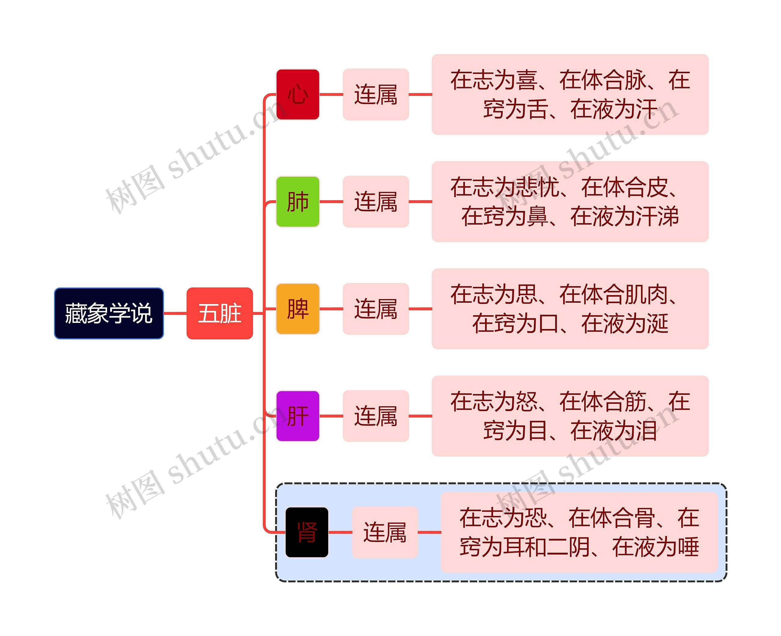 医学知识五脏连属思维导图
