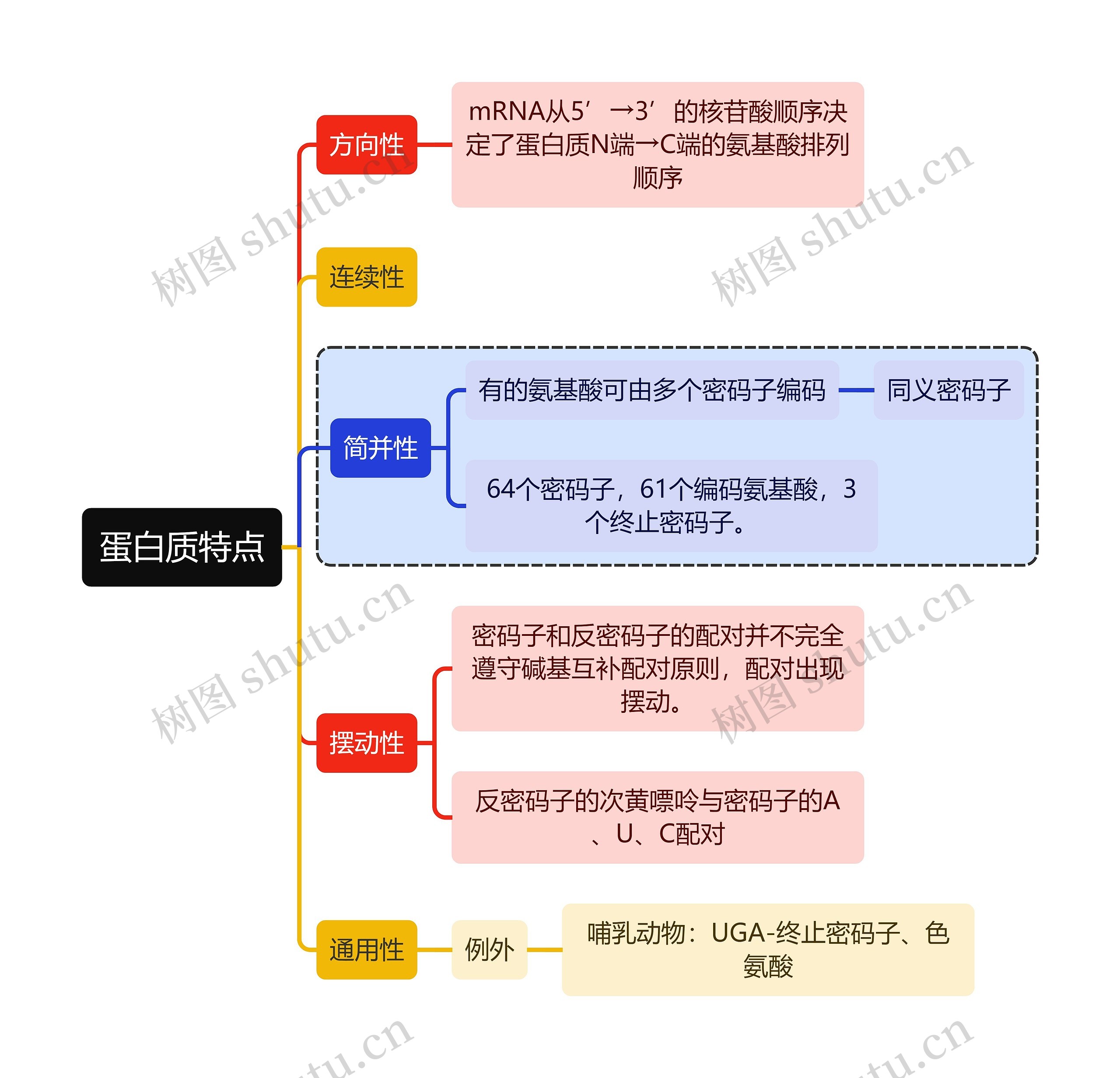 医学知识蛋白质特点思维导图