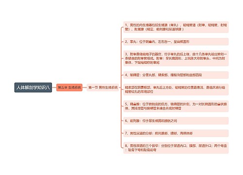 《人体解剖学知识八 男性生殖系统》思维导图