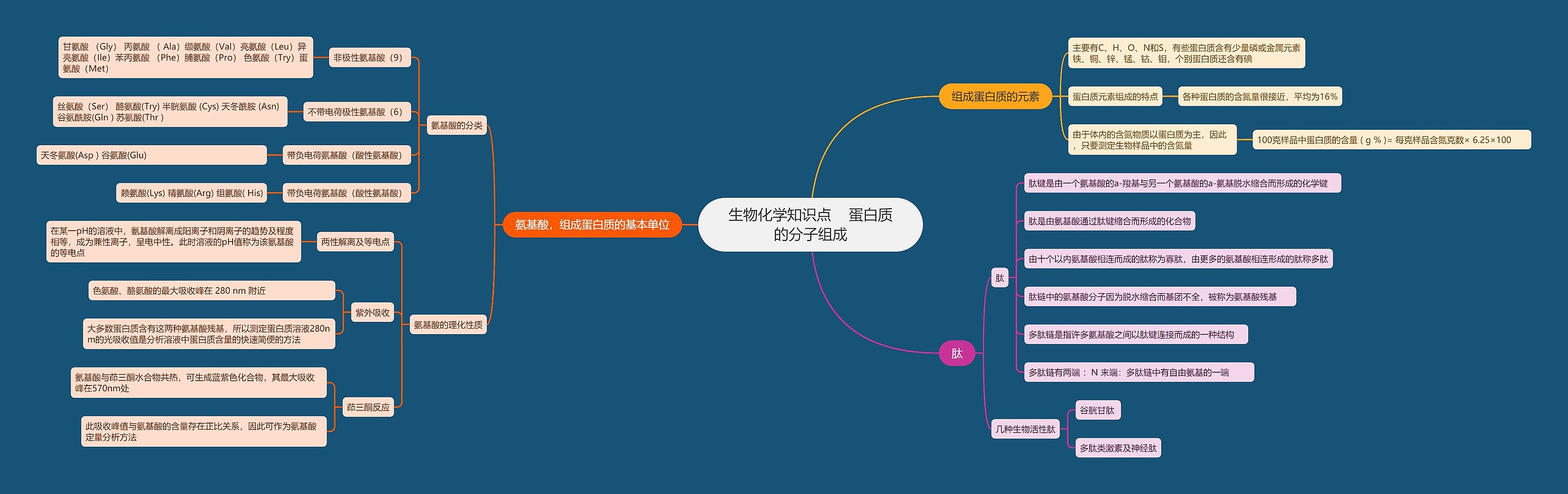 生物化学知识点    蛋白质的分子组成思维导图