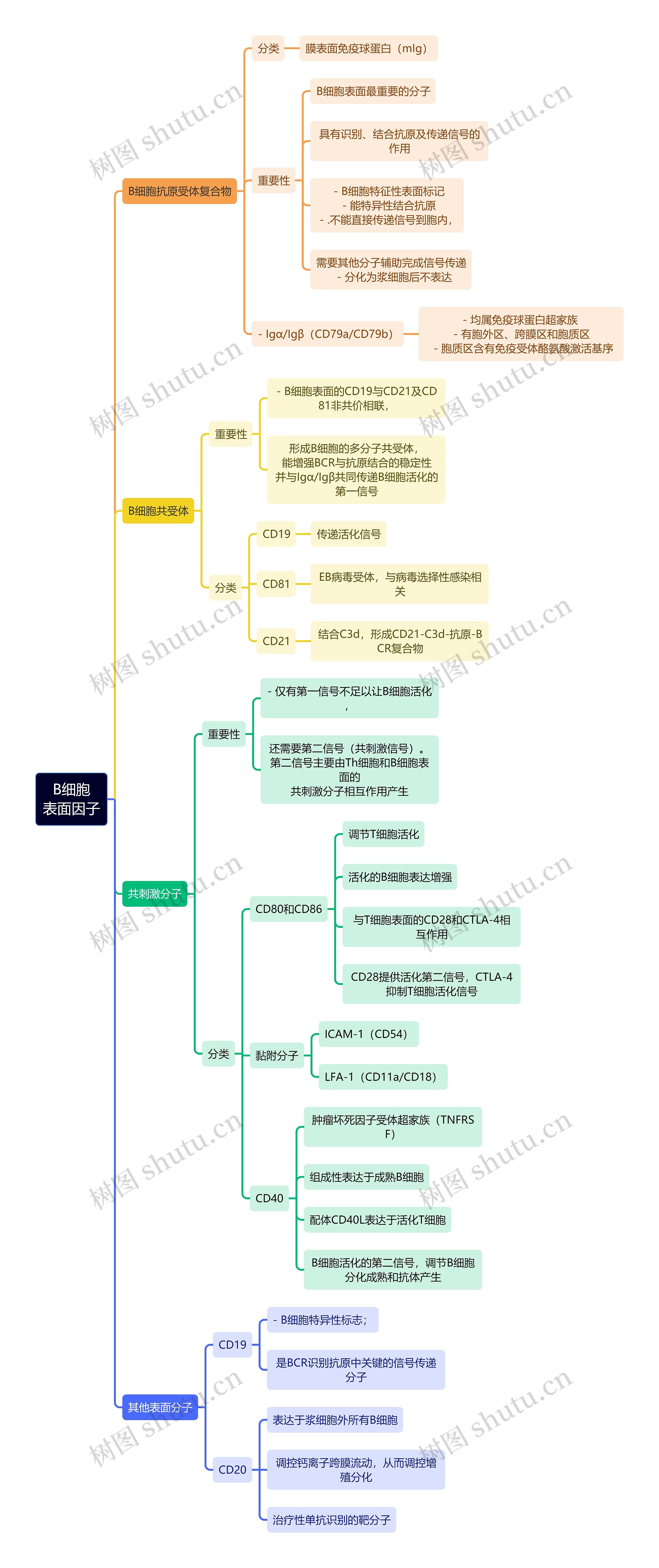 医学知识B细胞表面因子思维导图