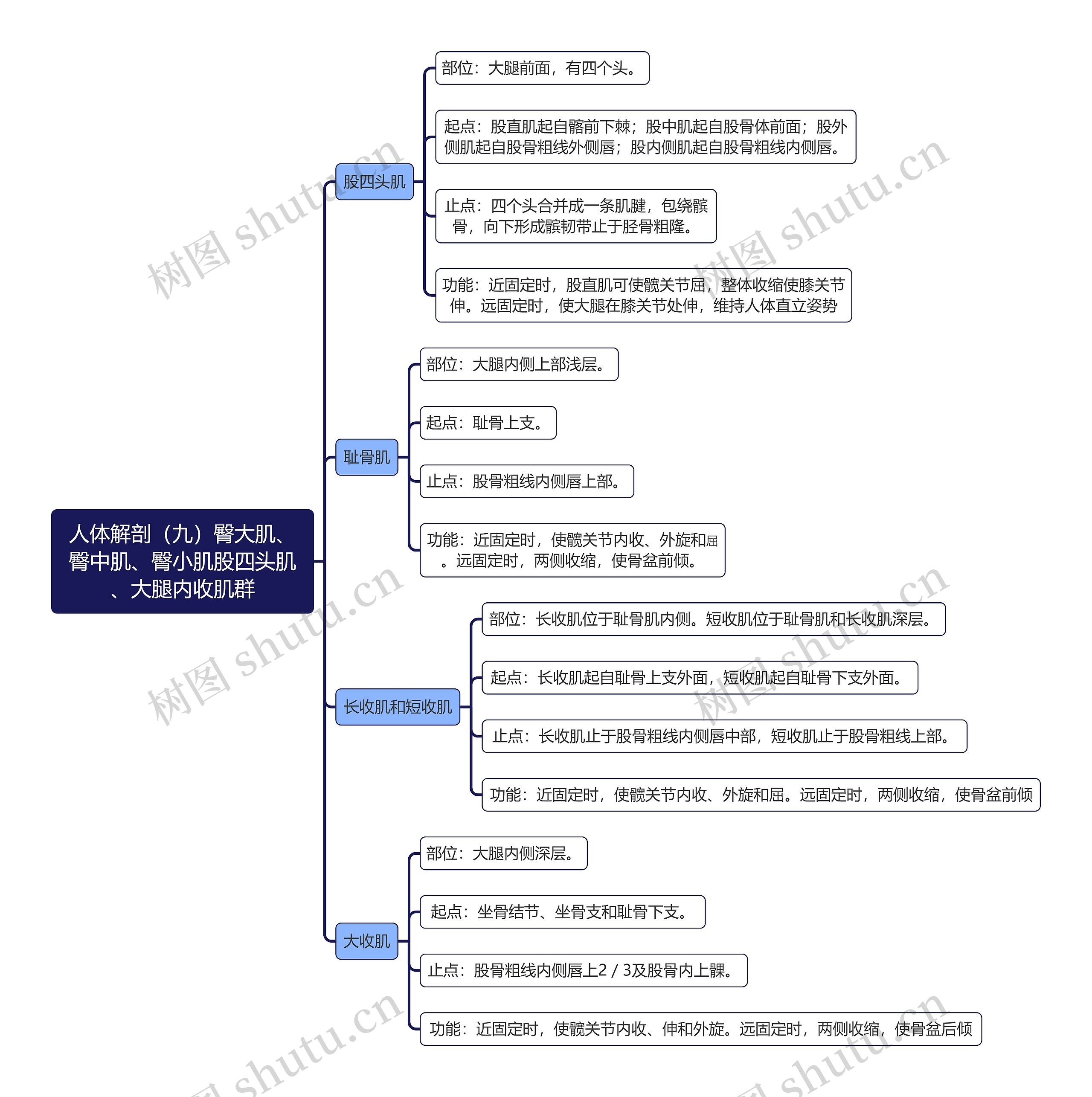 《人体解剖（九）臀大肌、臀中肌、臀小肌股四头肌、大腿内收肌群》思维导图