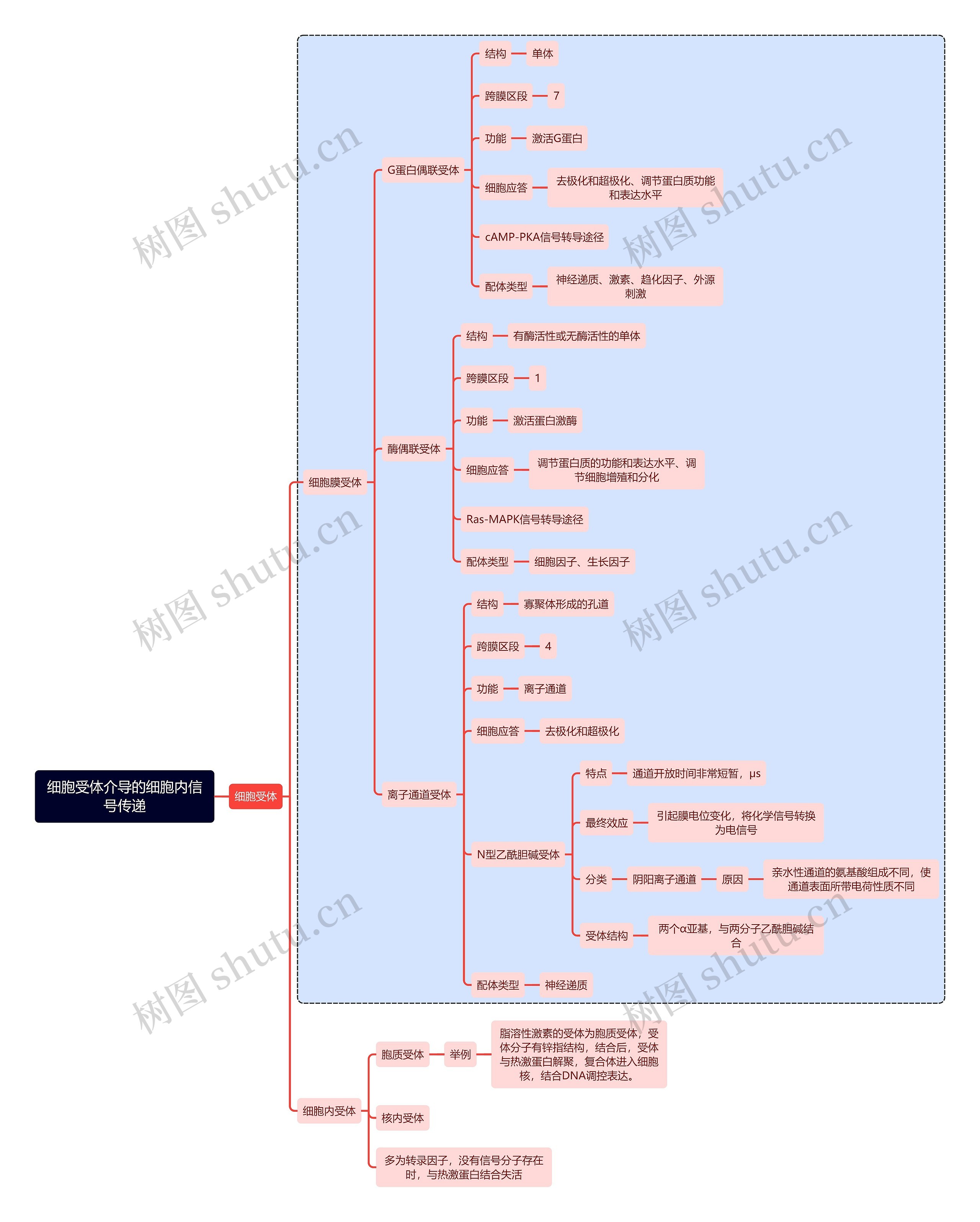 医学知识细胞受体介导的细胞内信号传递思维导图