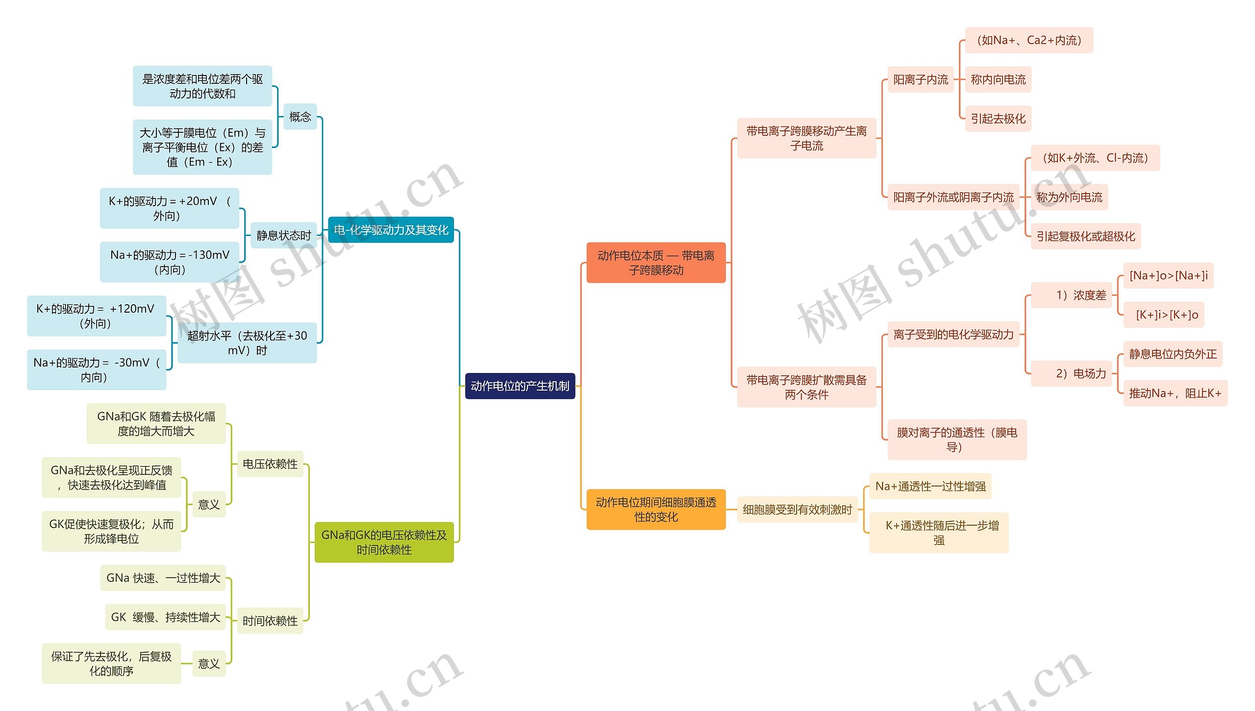 医学知识动作电位的产生机制思维导图