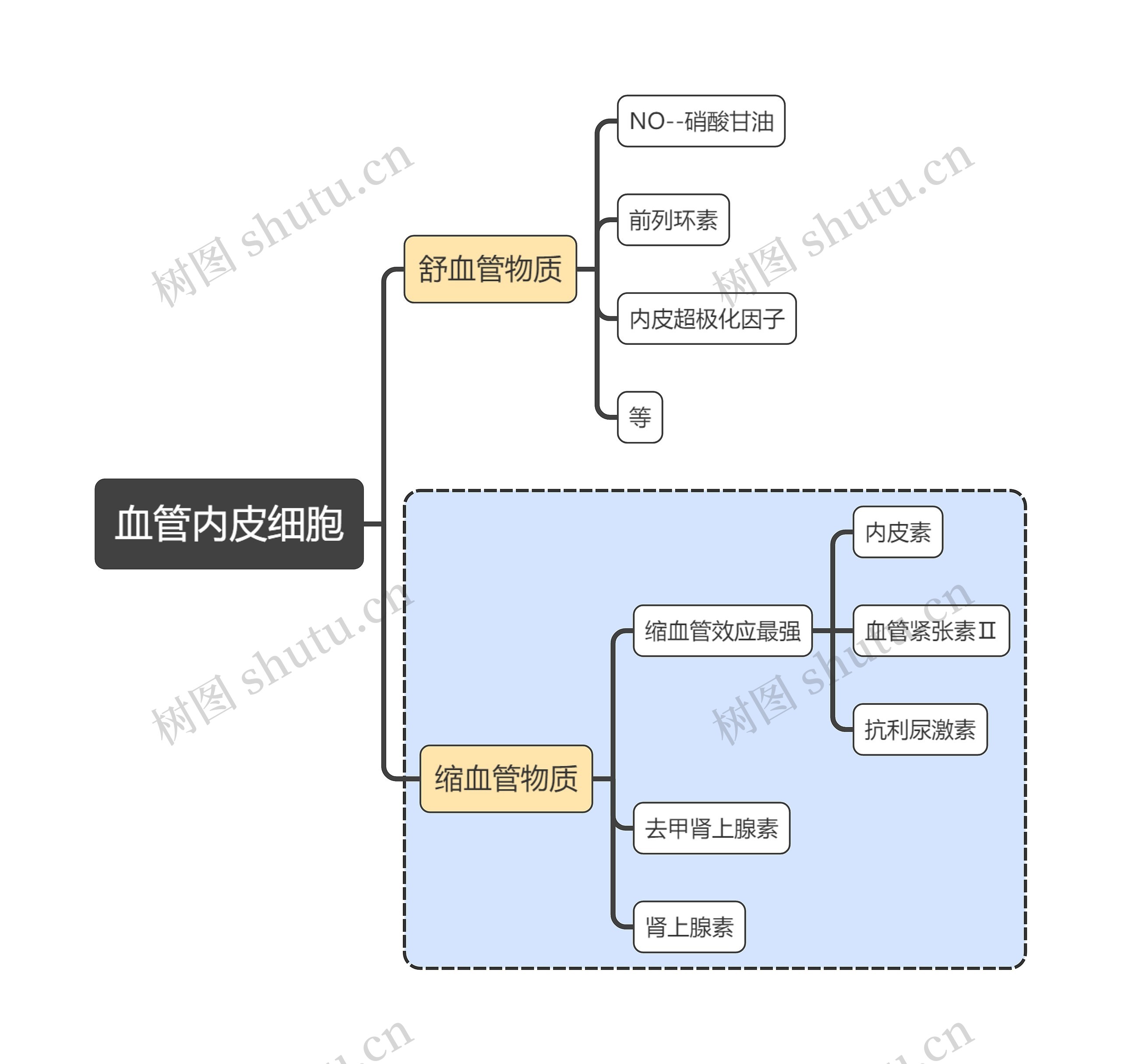 医学知识血管内皮细胞思维导图