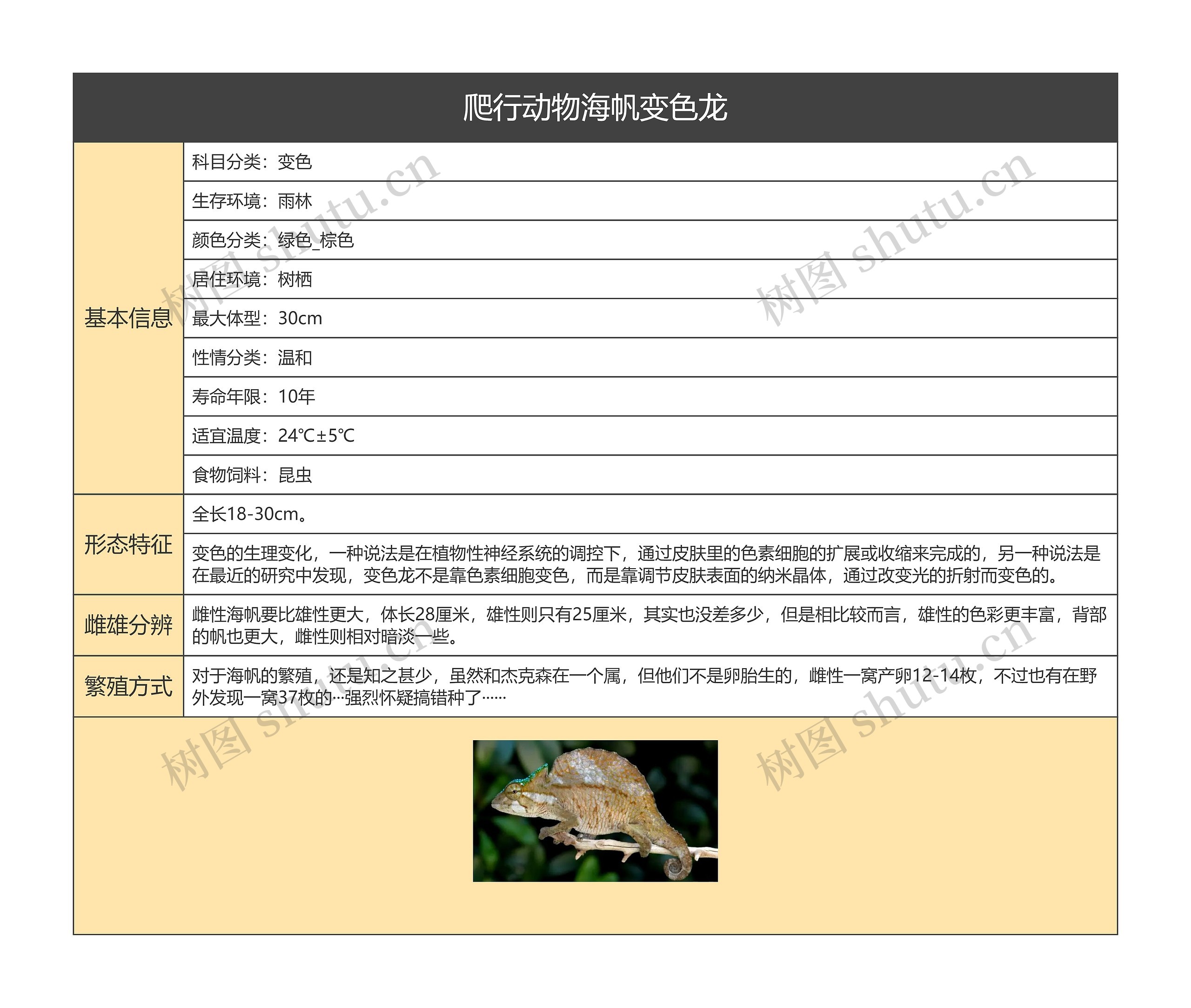 爬行动物海帆变色龙思维导图