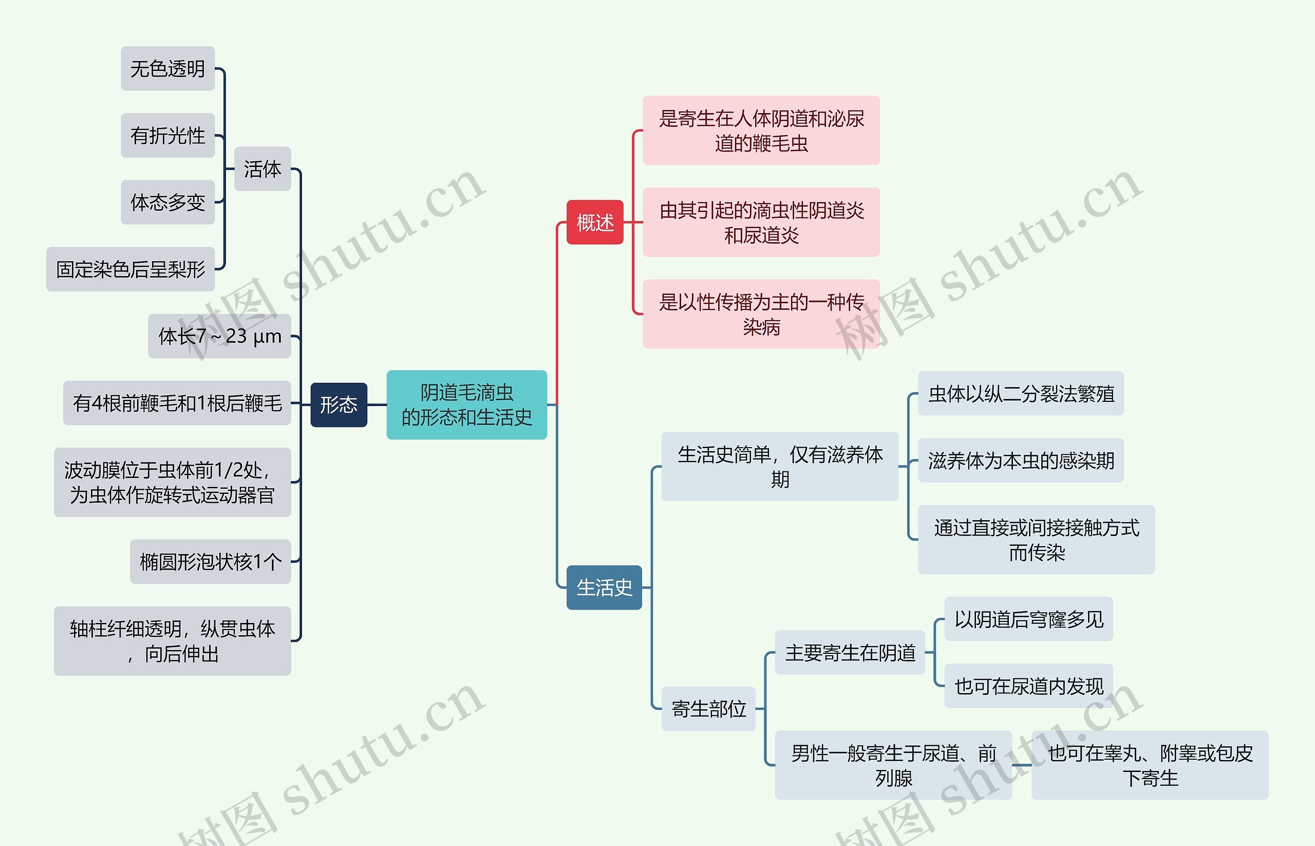 医学知识阴道毛滴虫的形态和生活史思维导图