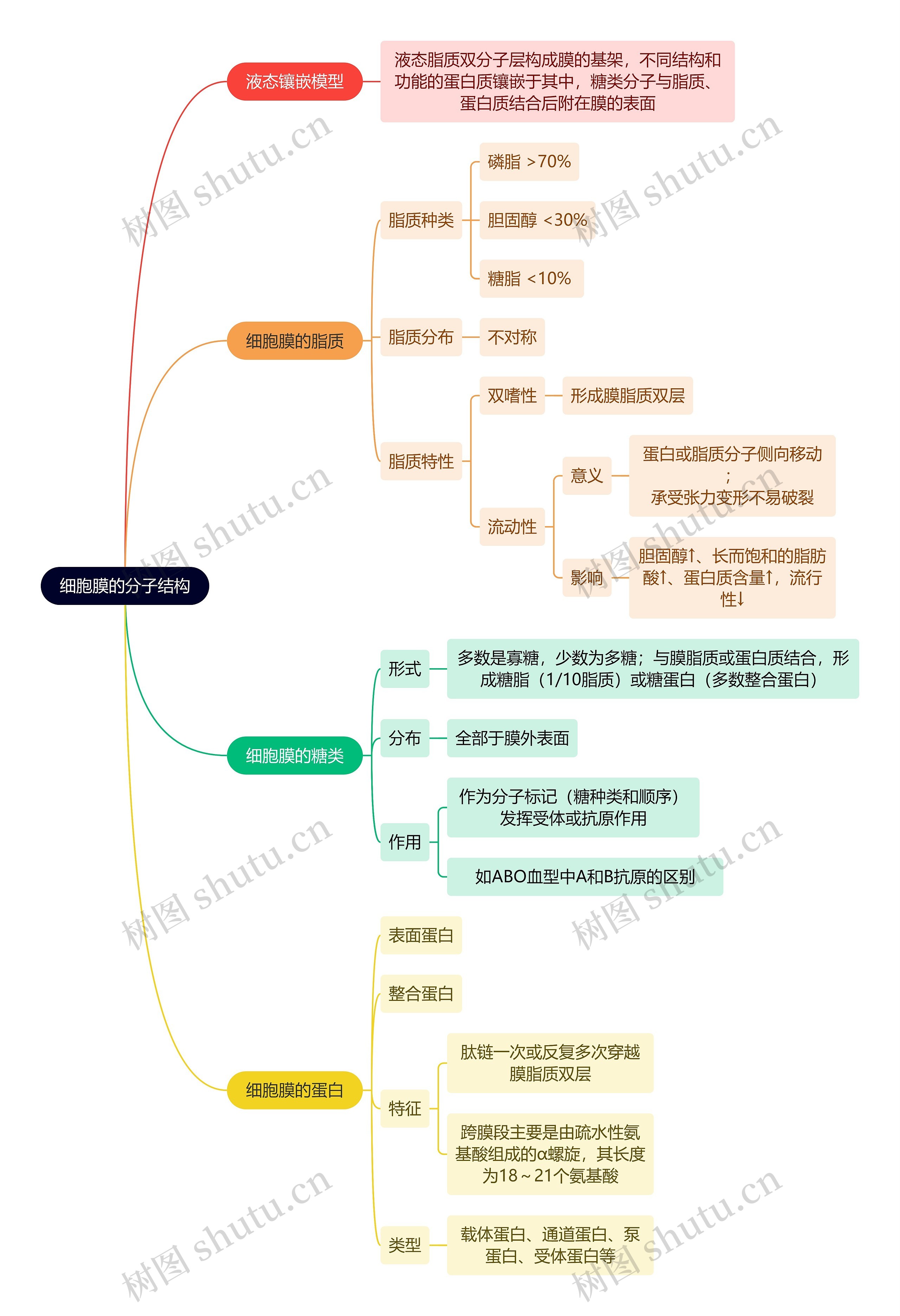 医学知识细胞膜的分子结构思维导图