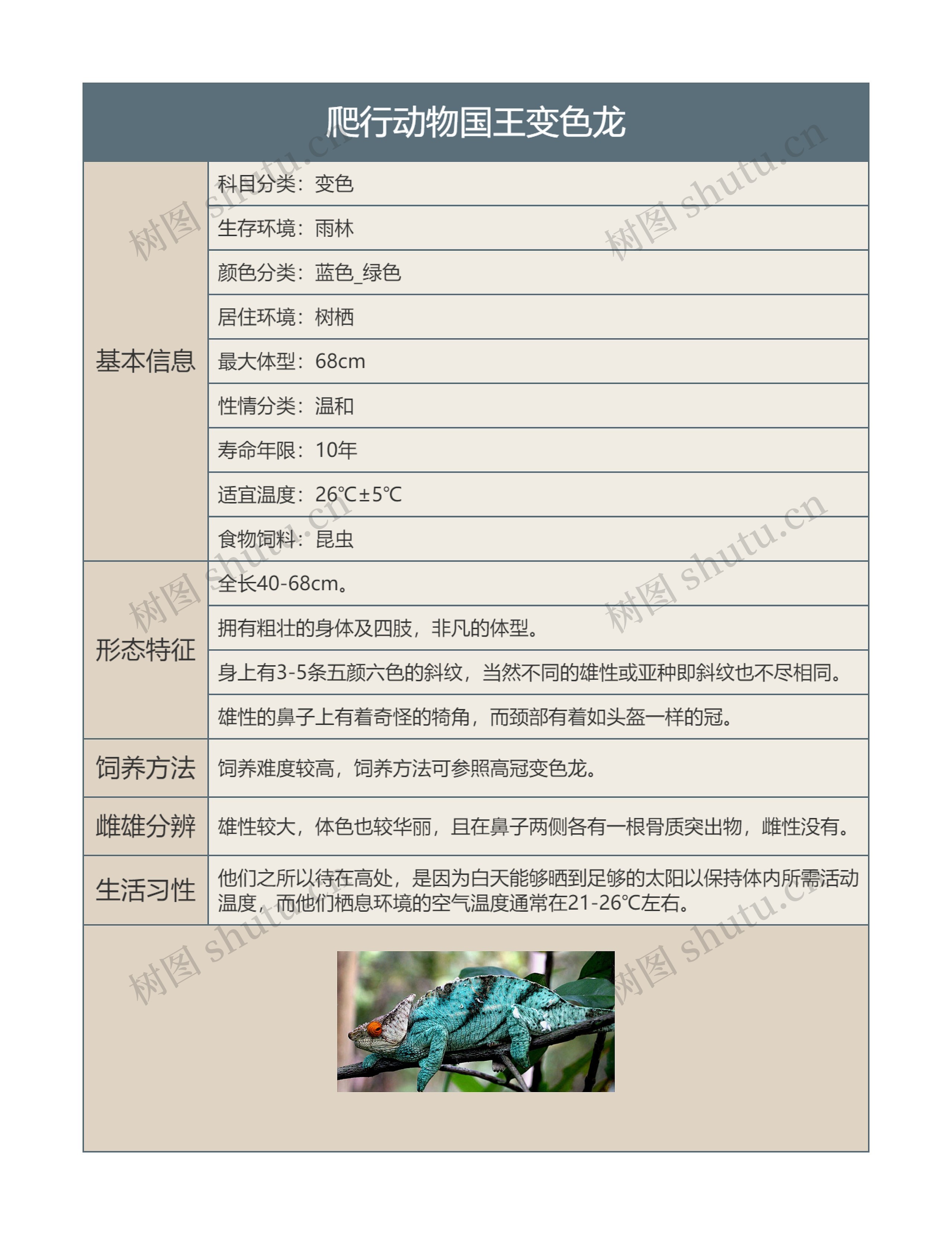 爬行动物国王变色龙