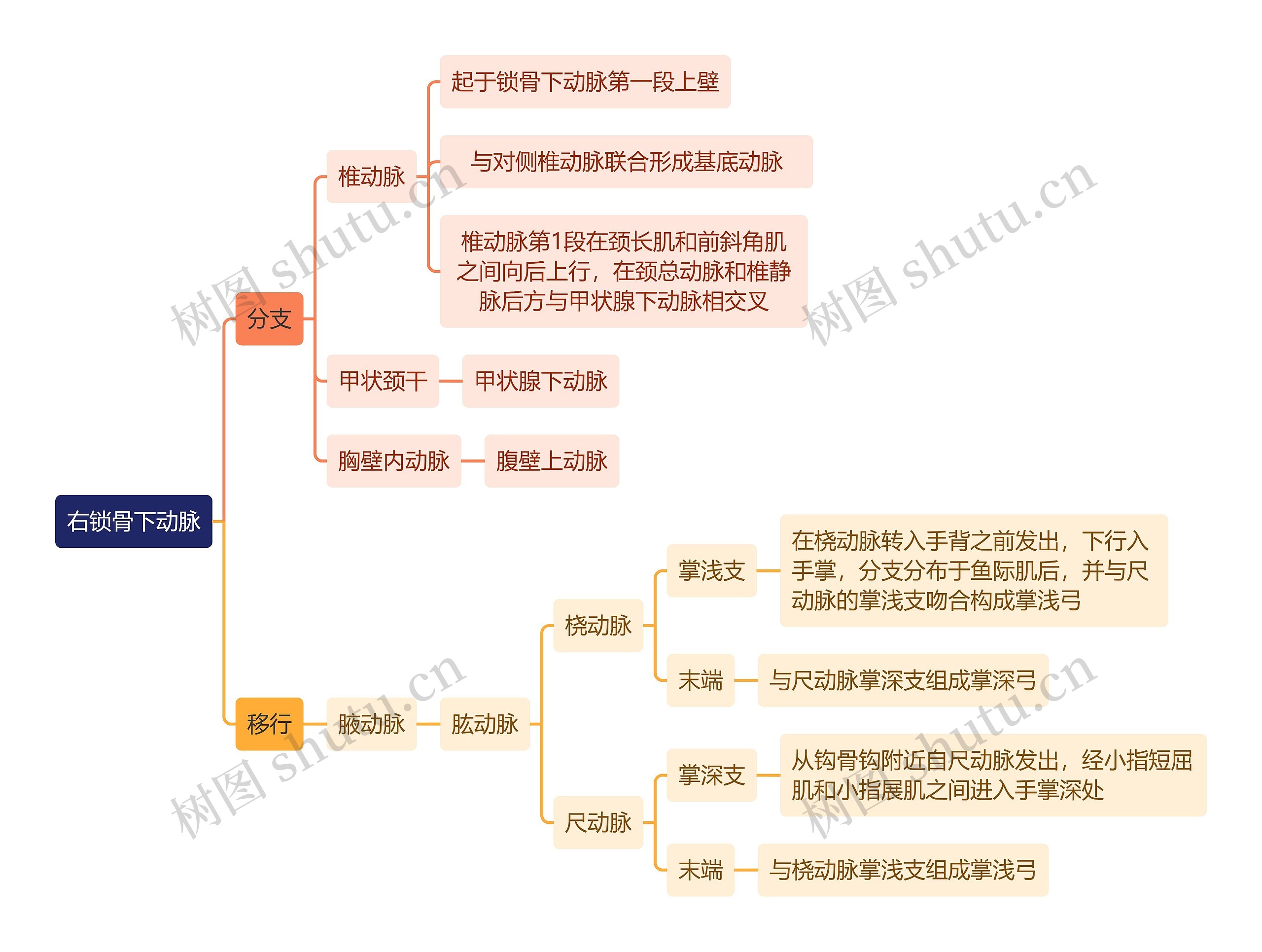 解剖学知识右锁骨下动脉思维导图