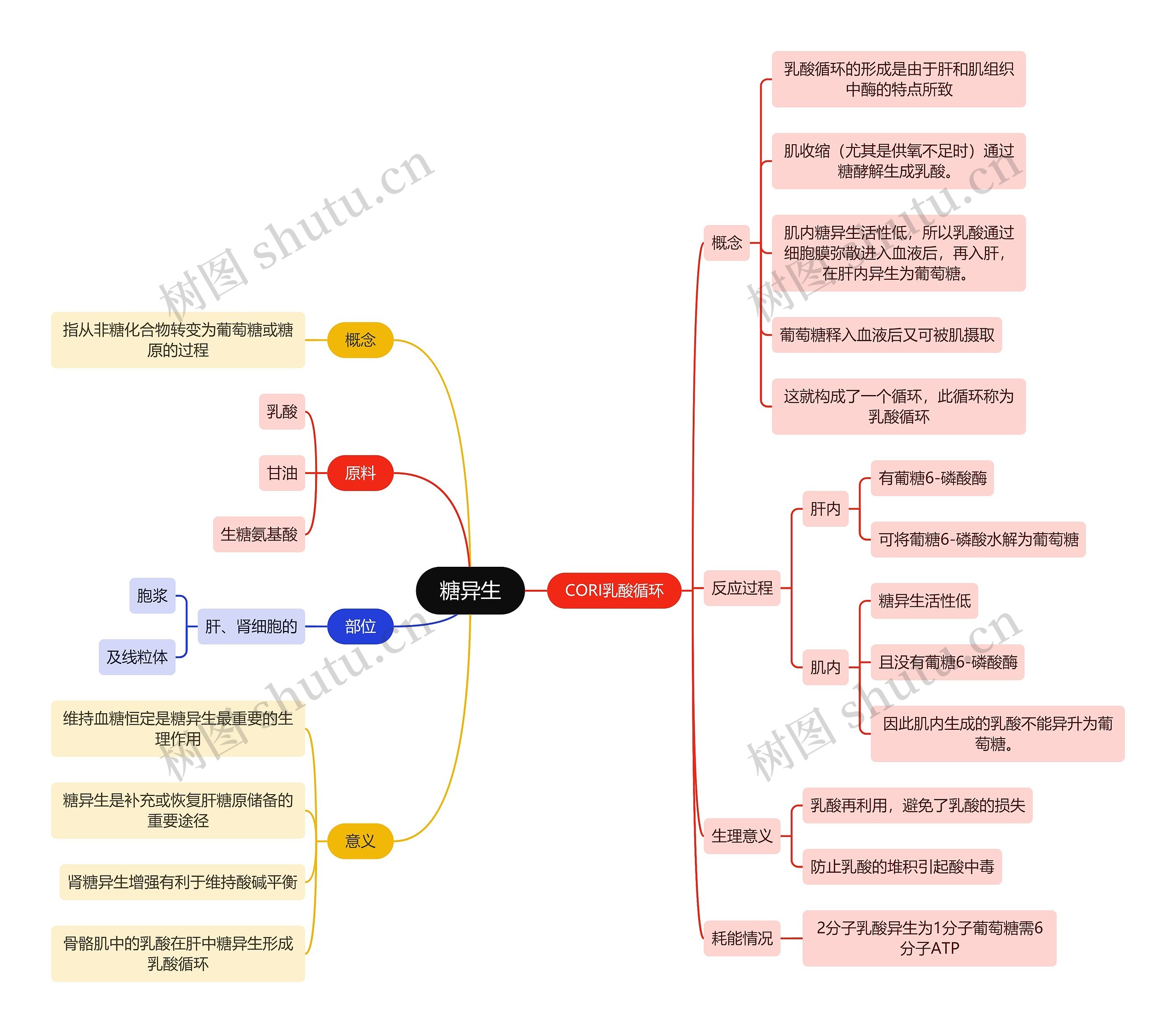 生化知识糖异生思维导图