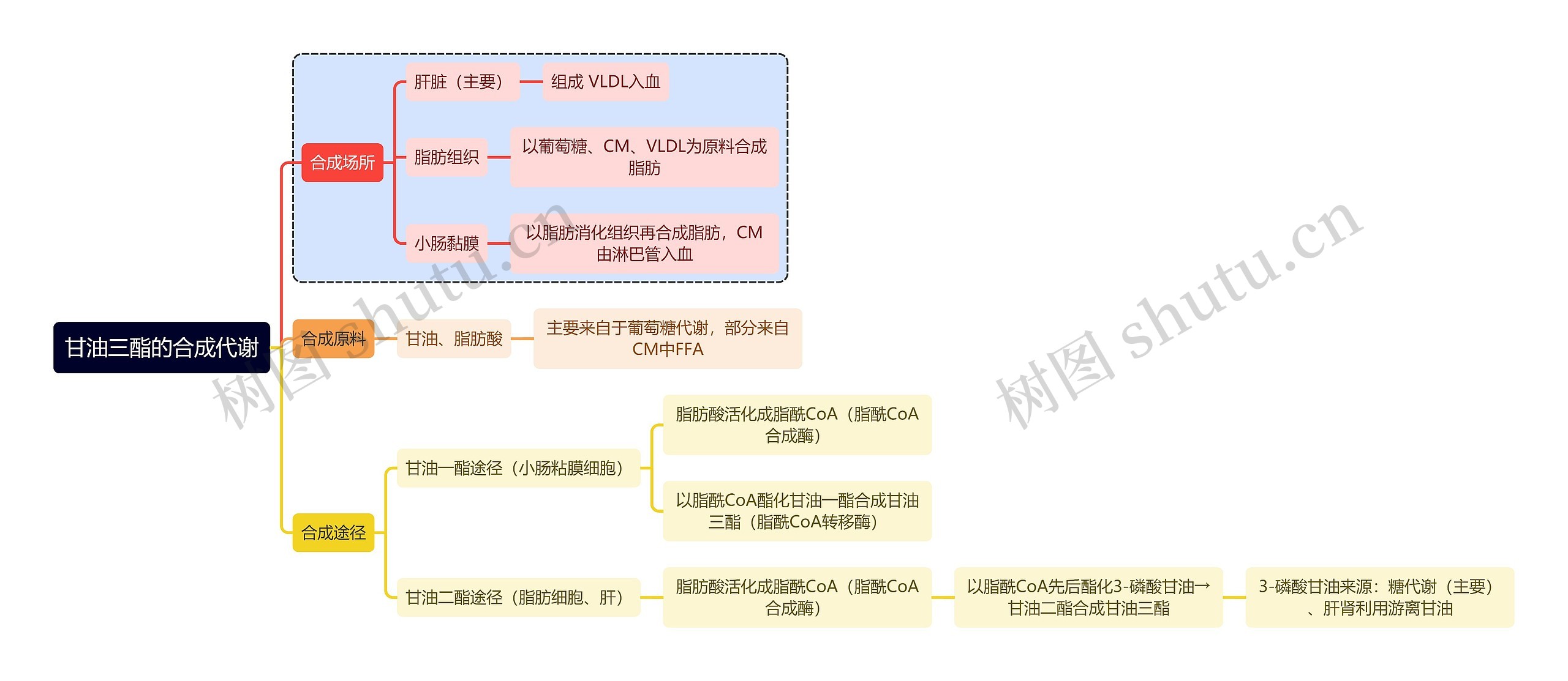 医学知识甘油三酯的合成代谢思维导图