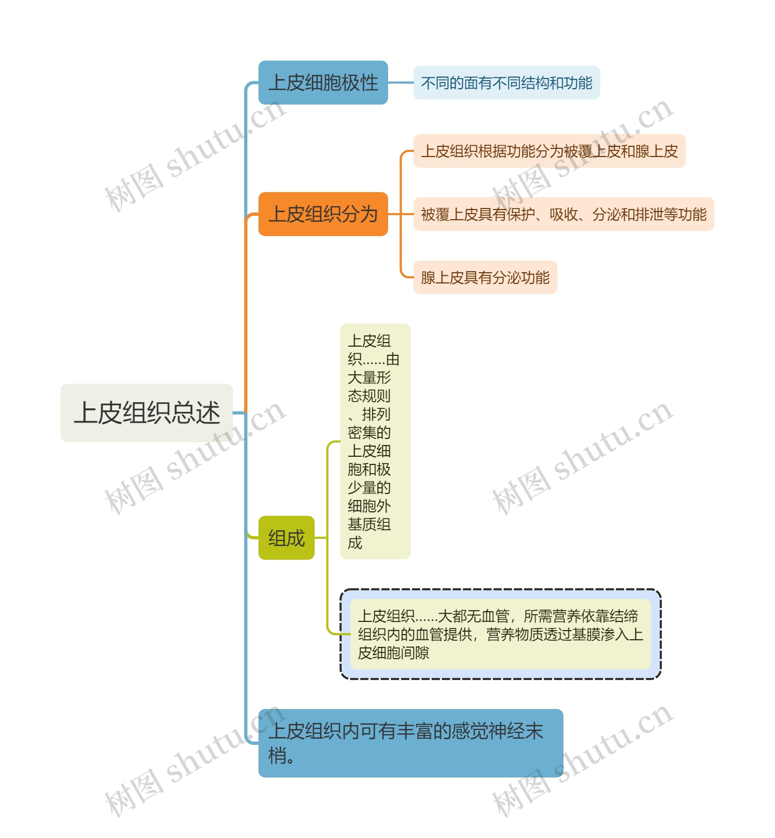 医学知识上皮组织总述思维导图