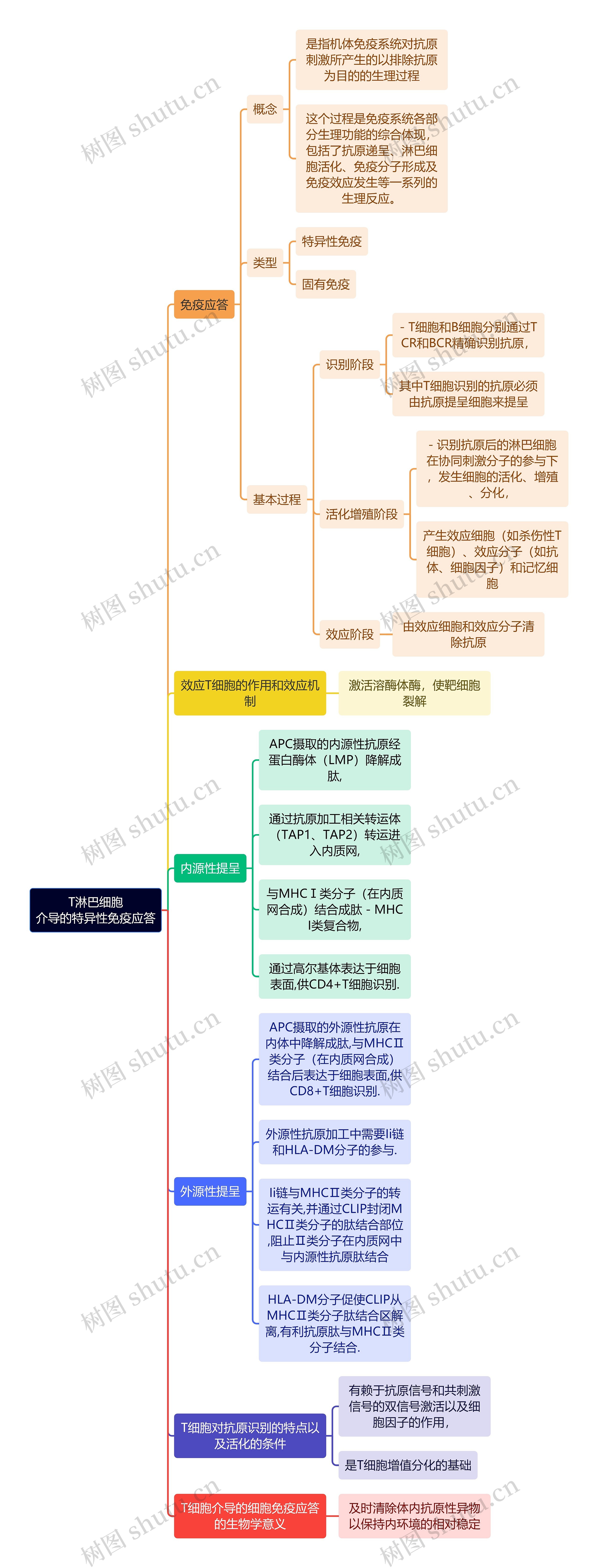 医学知识T淋巴细胞介导的特异性免疫应答思维导图