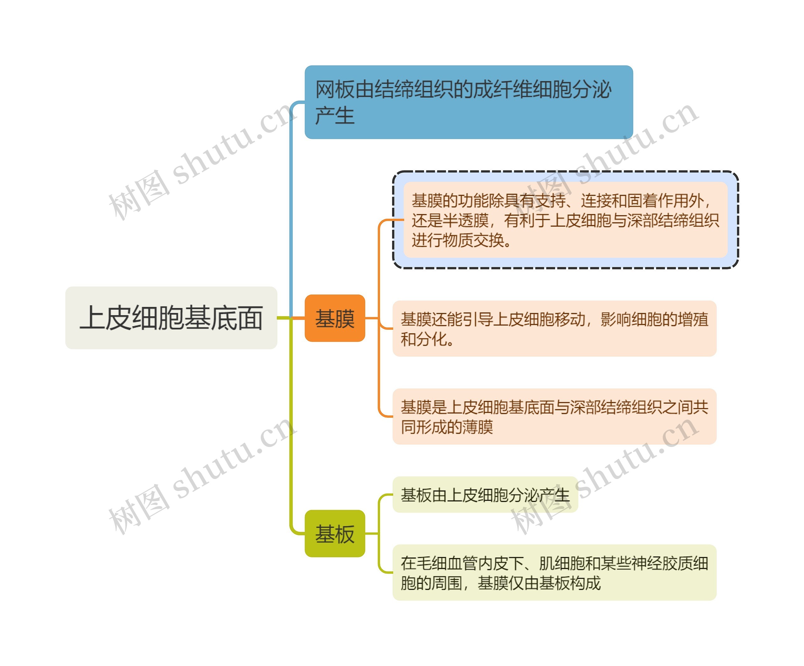 医学知识上皮细胞基底面思维导图