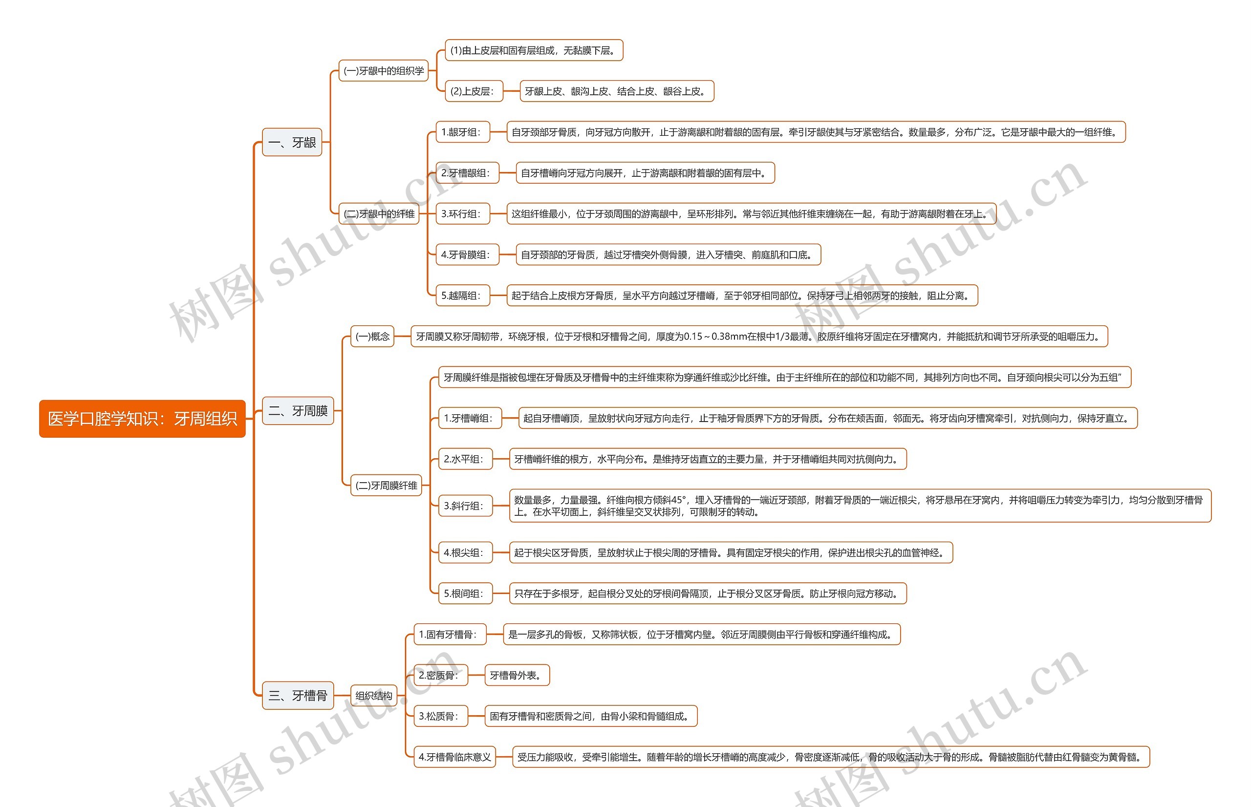 医学口腔学知识：牙周组织思维导图