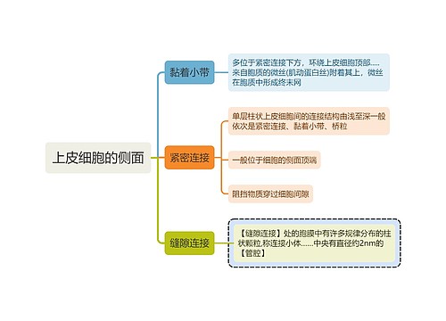 医学知识上皮细胞的侧面思维导图