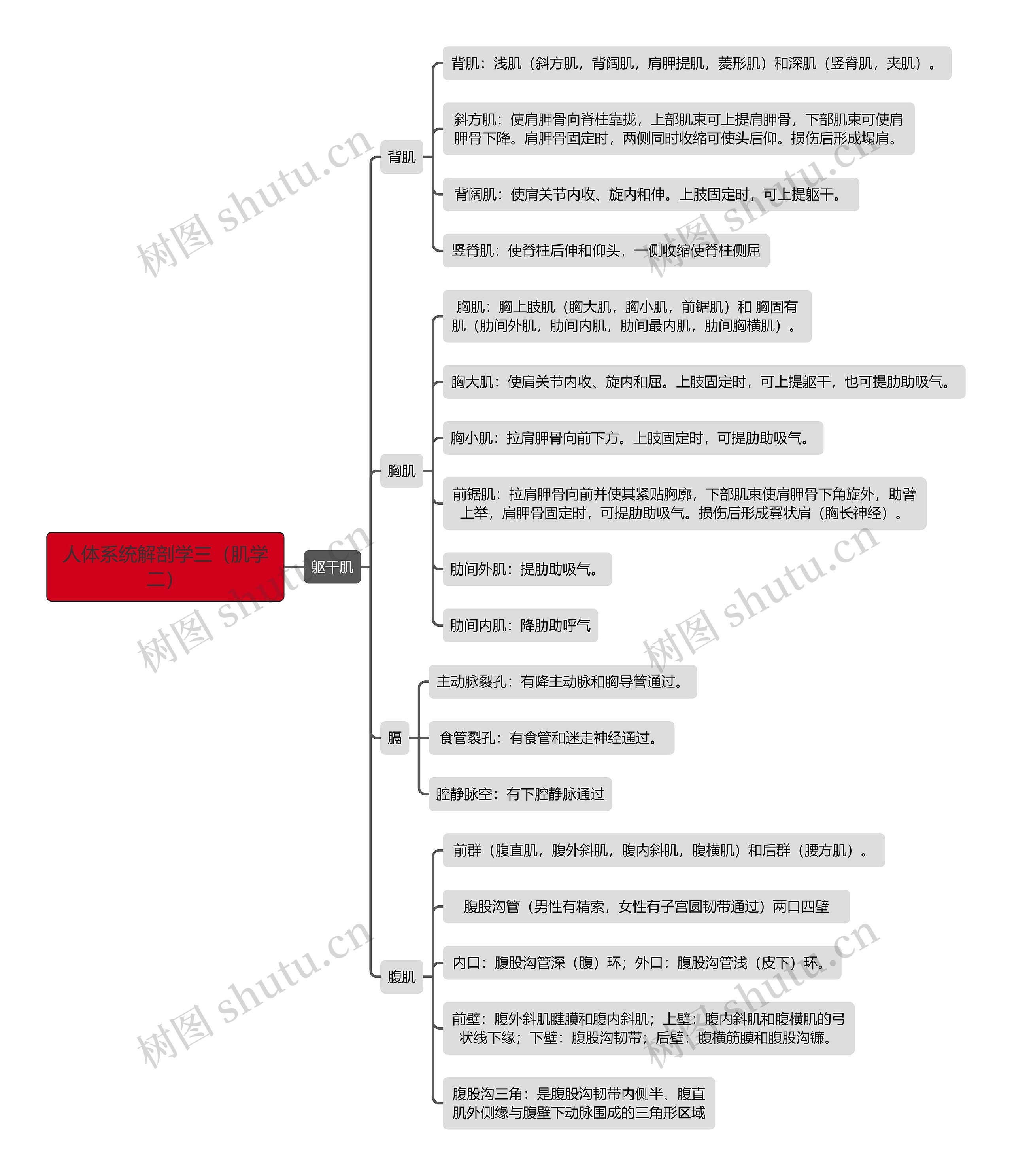 《人体系统解剖学三（肌学二）躯干肌》思维导图