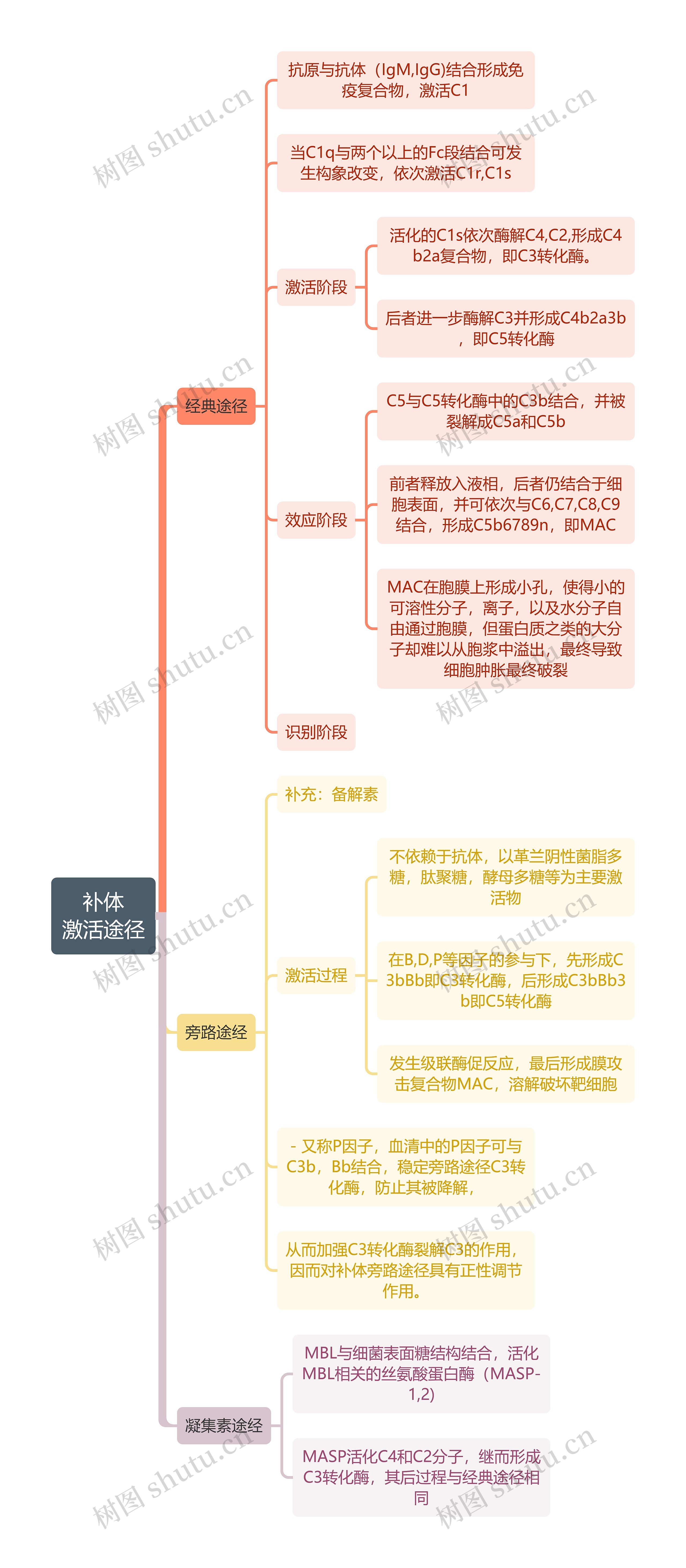 补体
激活途径思维导图