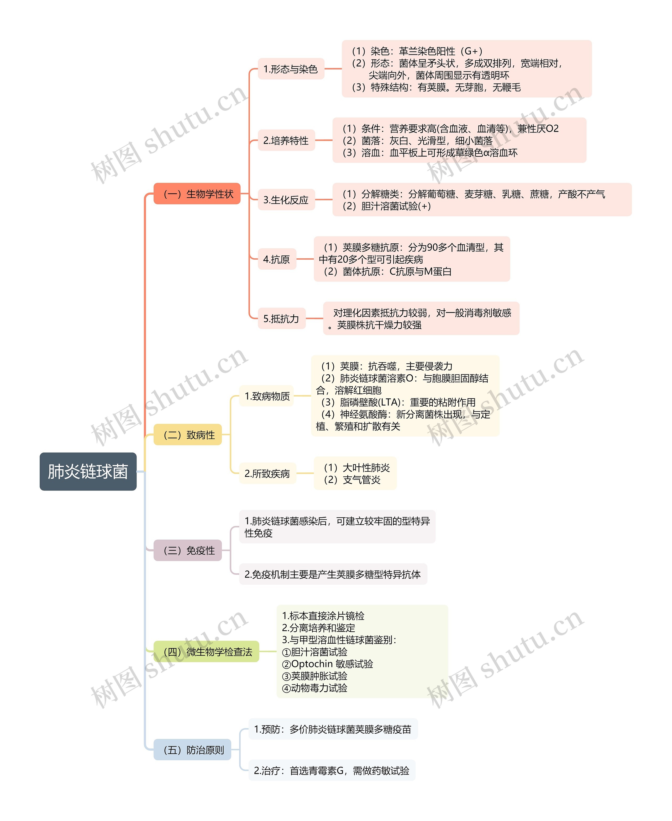 ﻿肺炎链球菌思维导图