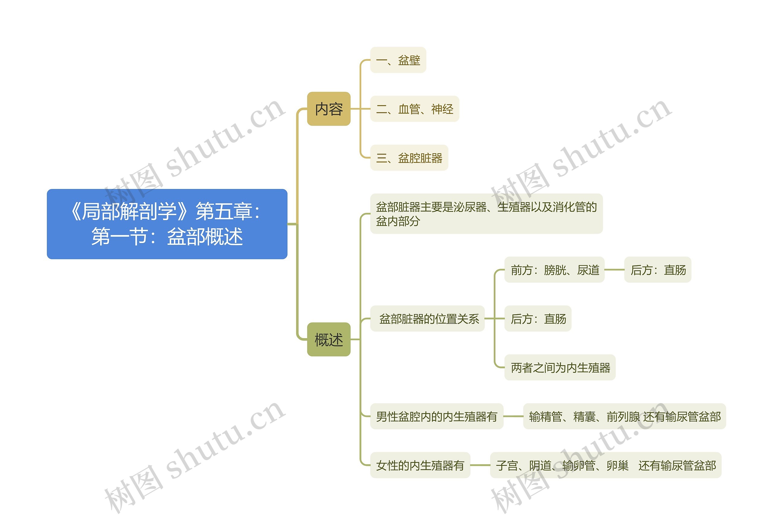 《局部解剖学》第五章：第一节：盆部概述思维导图