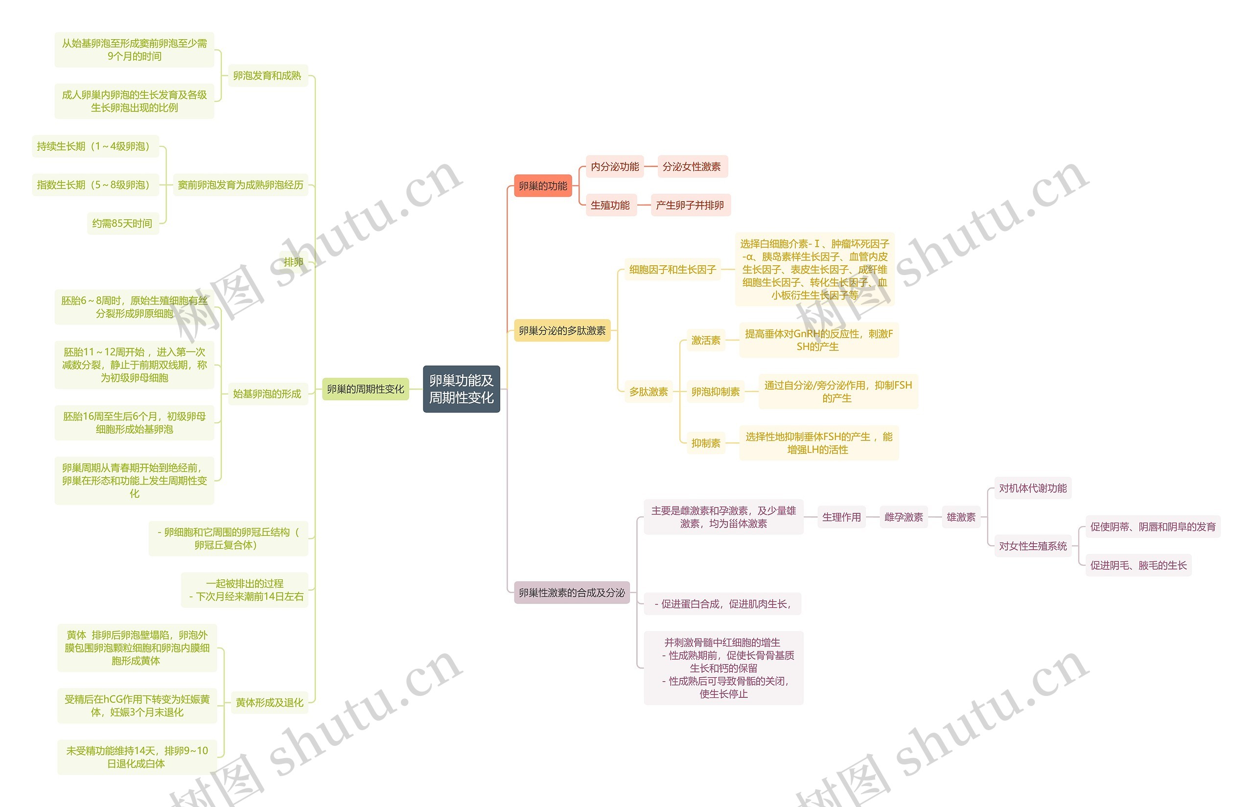 医学知识卵巢功能及周期性变化思维导图